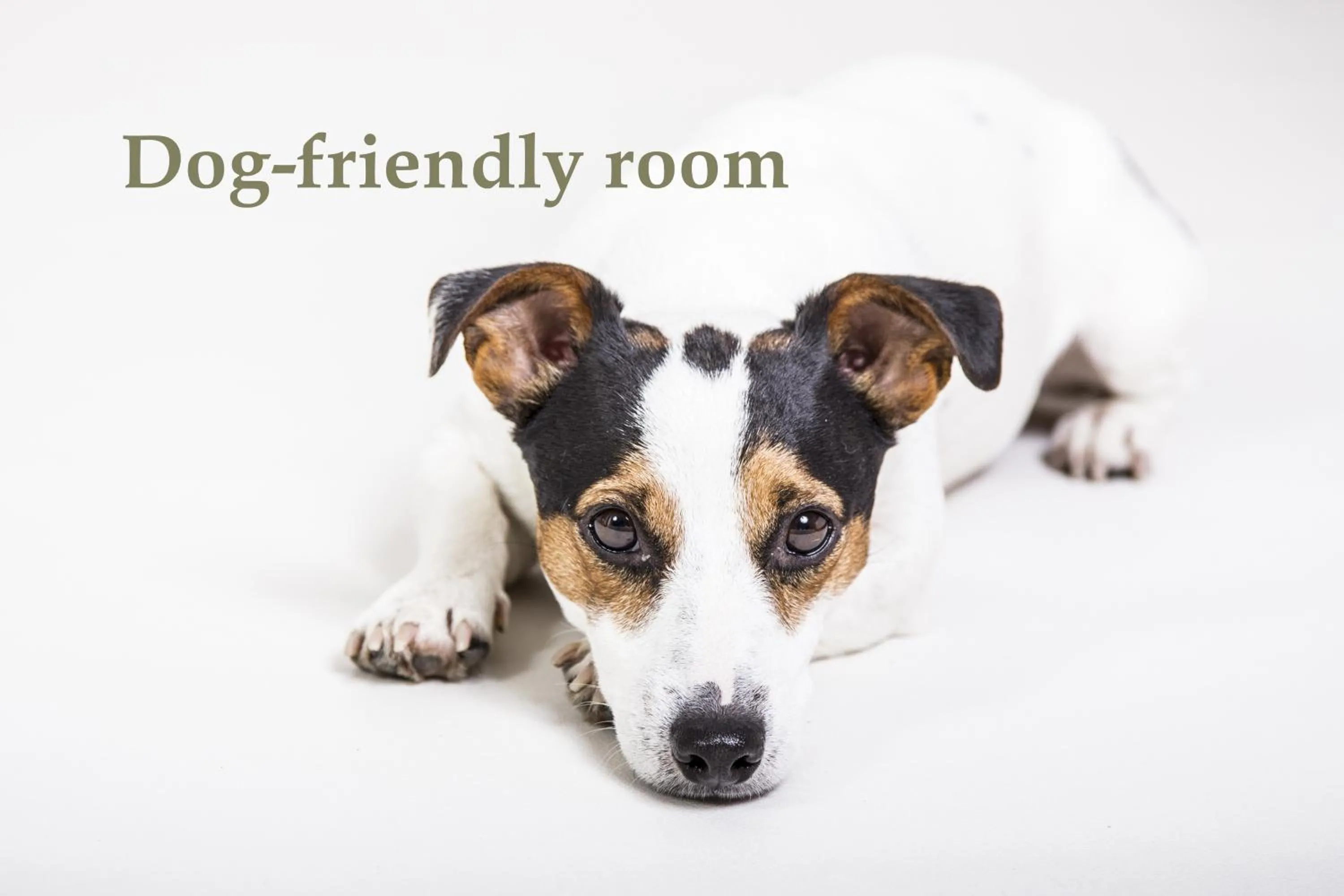 pet friendly in Casa de Tres Lunas/House of Three Moons