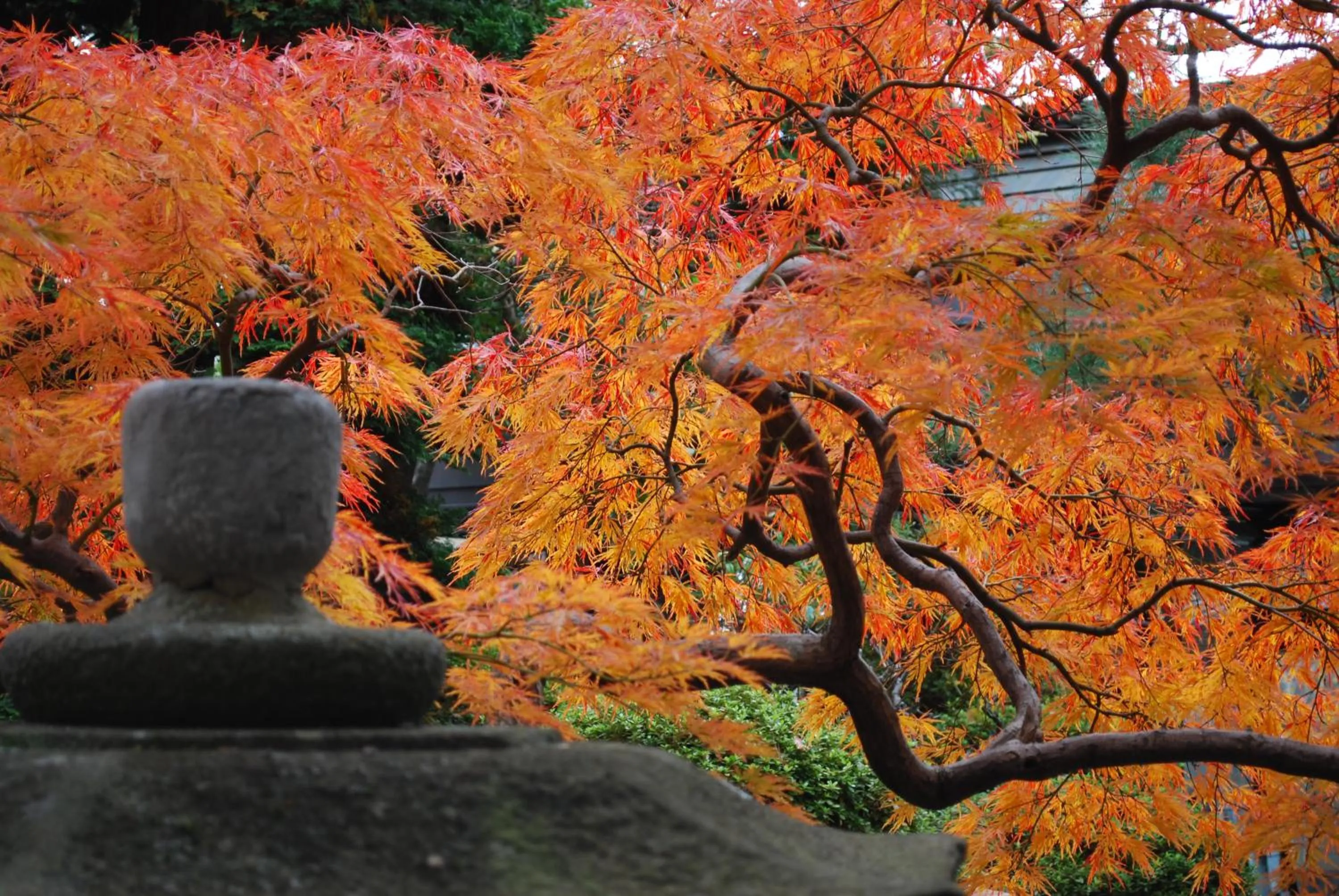 Garden in Nishiki-no-Yu Jimotoya