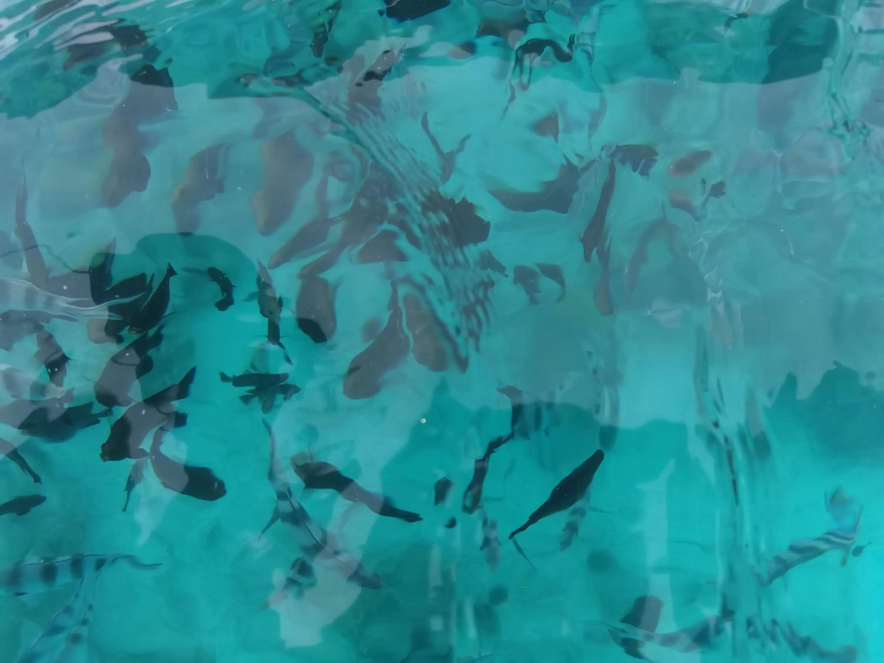 Snorkeling in Holiday Time Bungalows Zanzibar