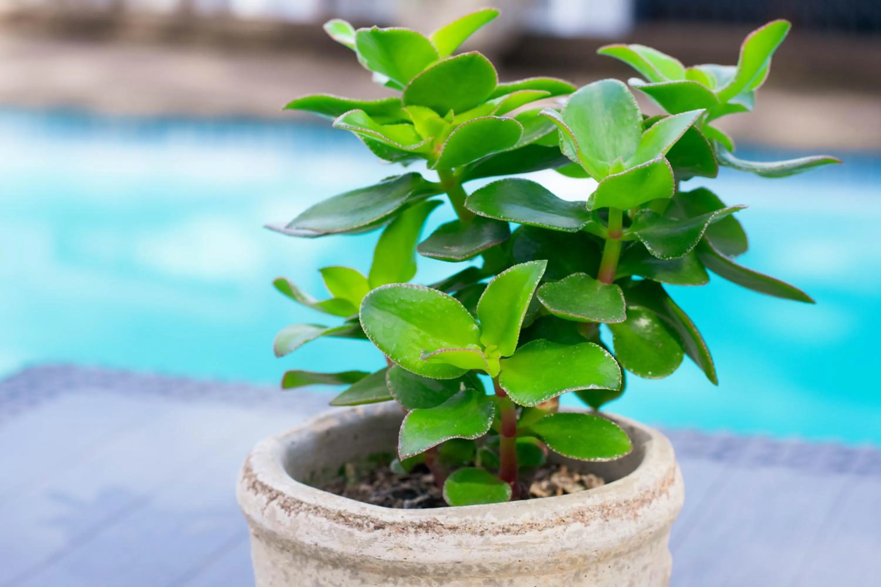 Garden in African Sands B&B