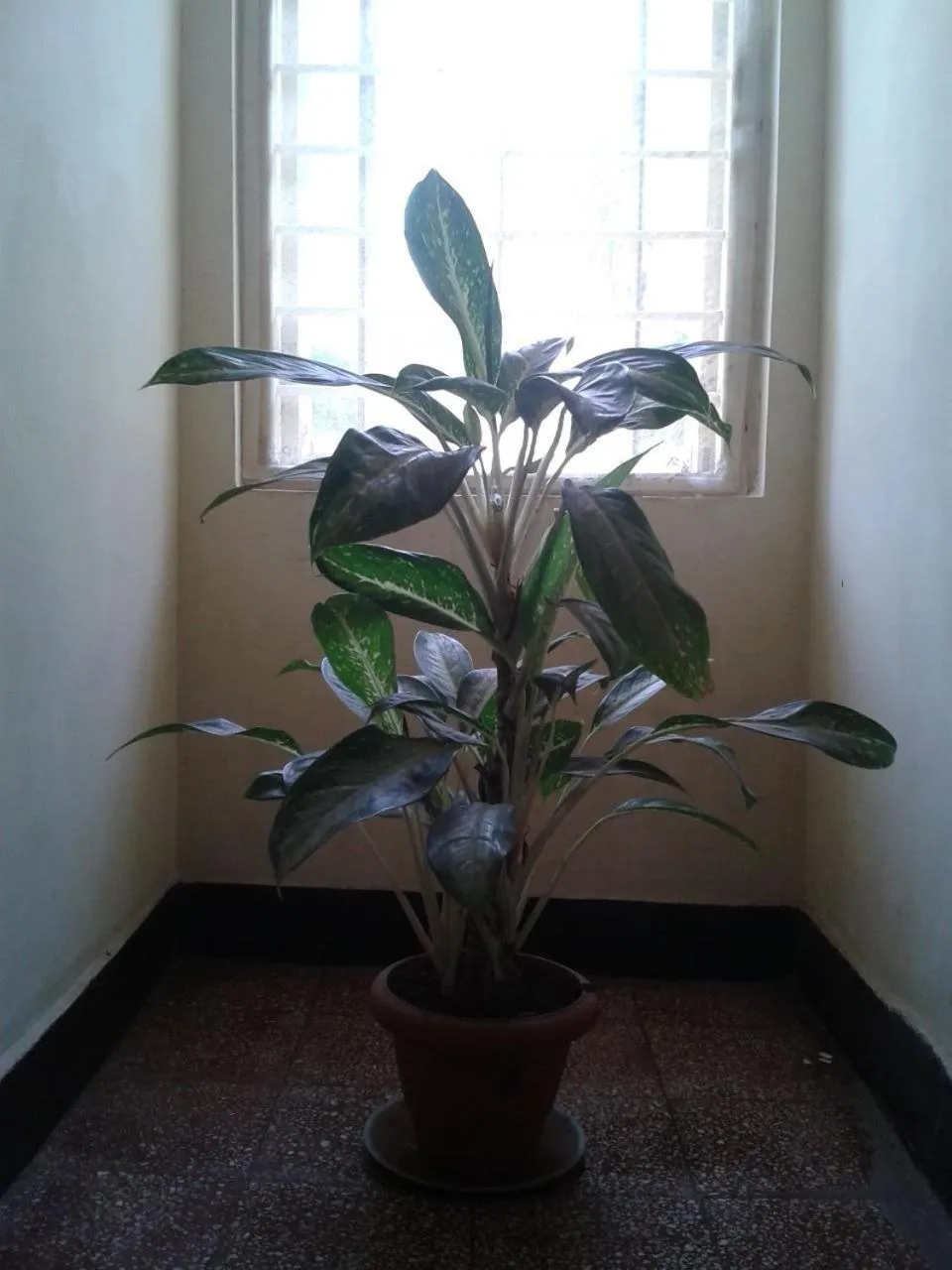 View (from property/room) in Hotel Ferreira Resort