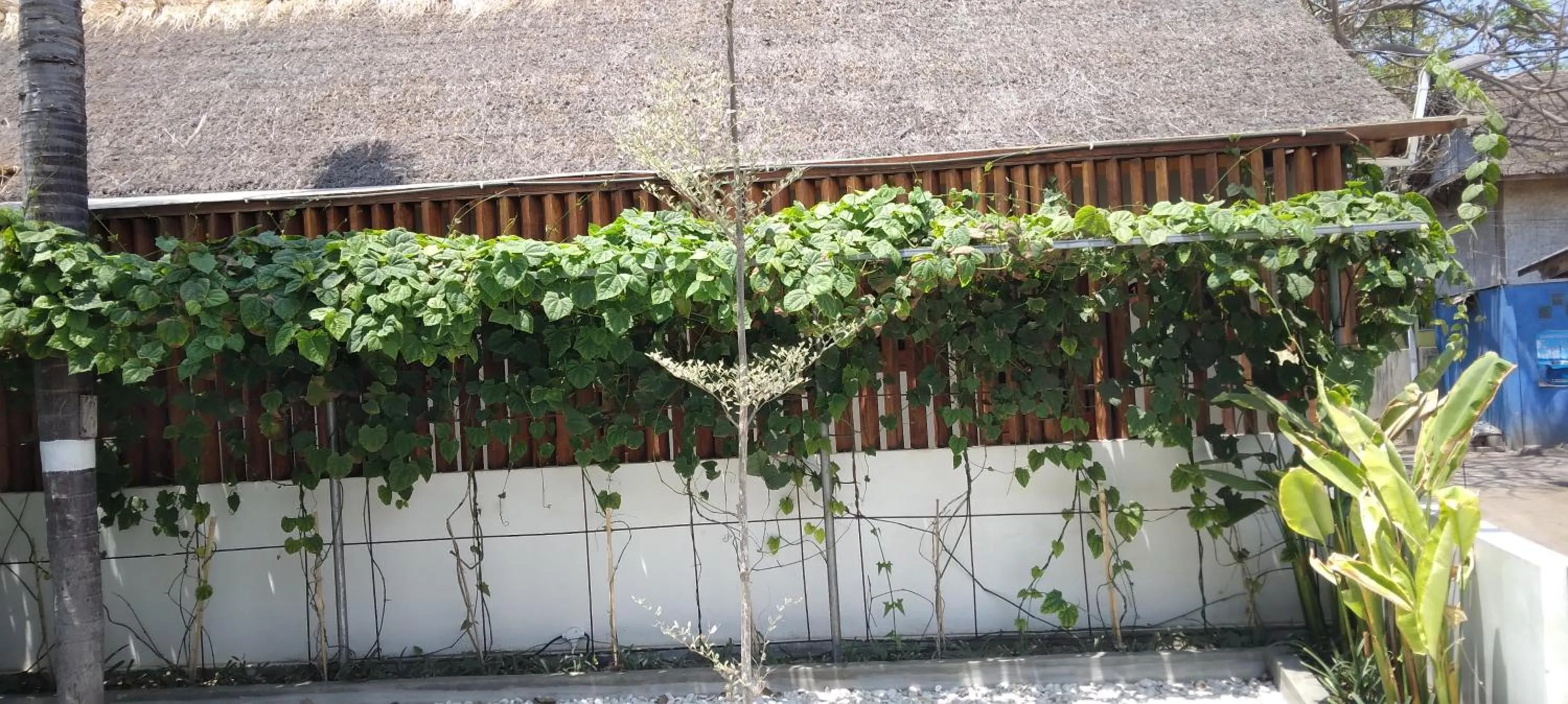 Garden in Roots Hotel Trawangan