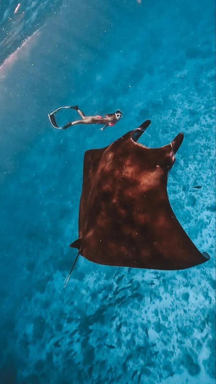 Animals in Raalhu Fonu Maldives