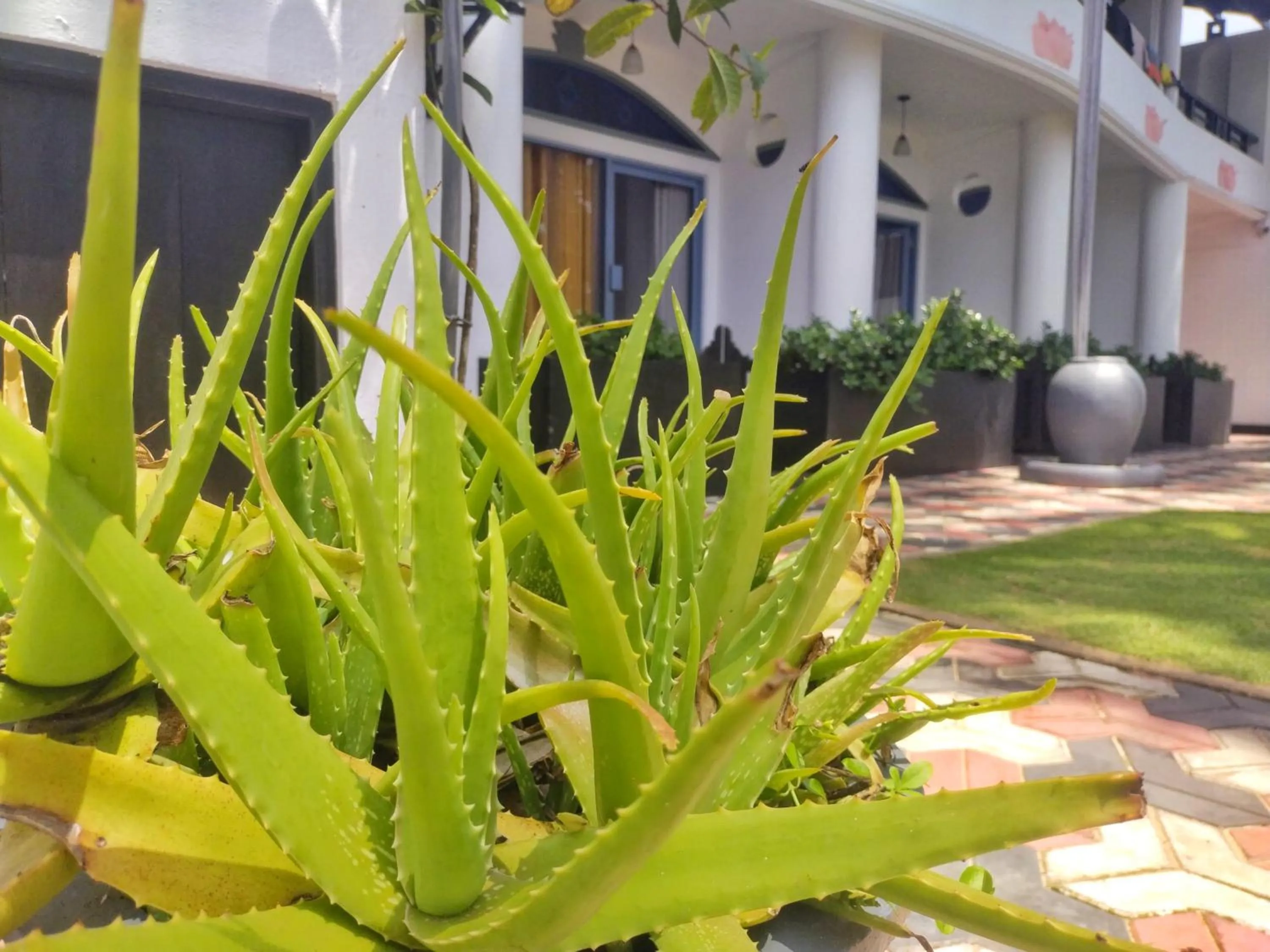 Garden in DALAWELLA BEACH RESORT