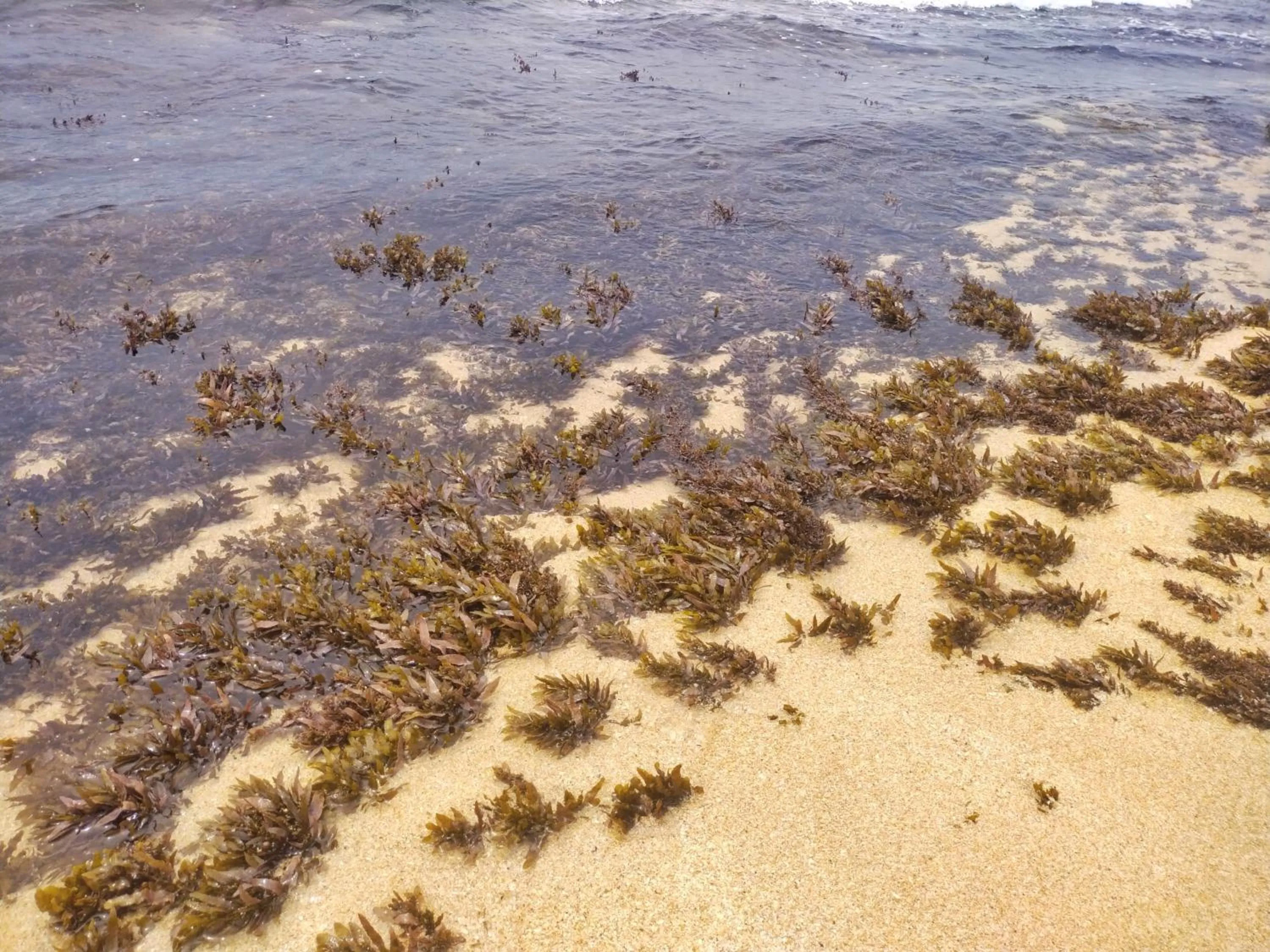 Beach in DALAWELLA BEACH RESORT