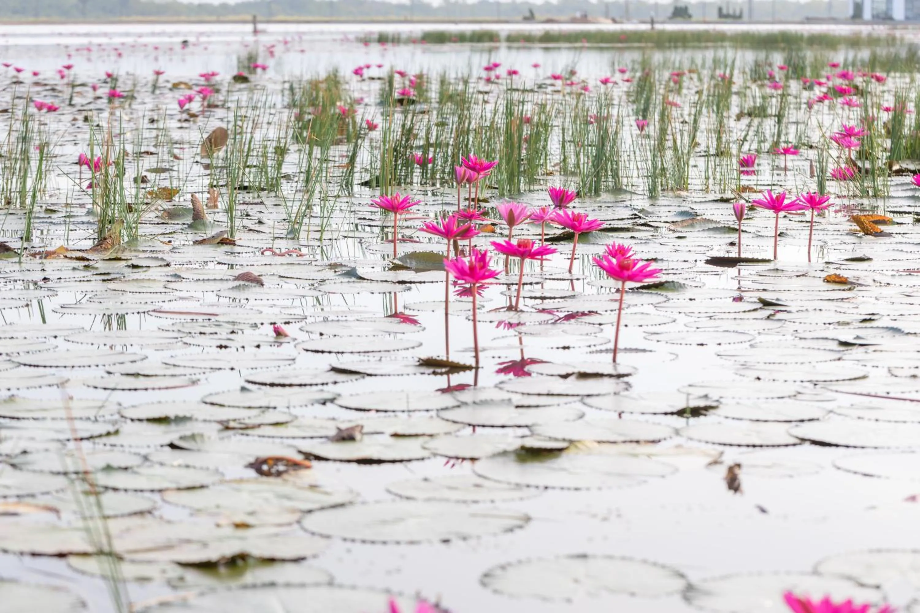 Garden view in Wonderland Suites and Resort