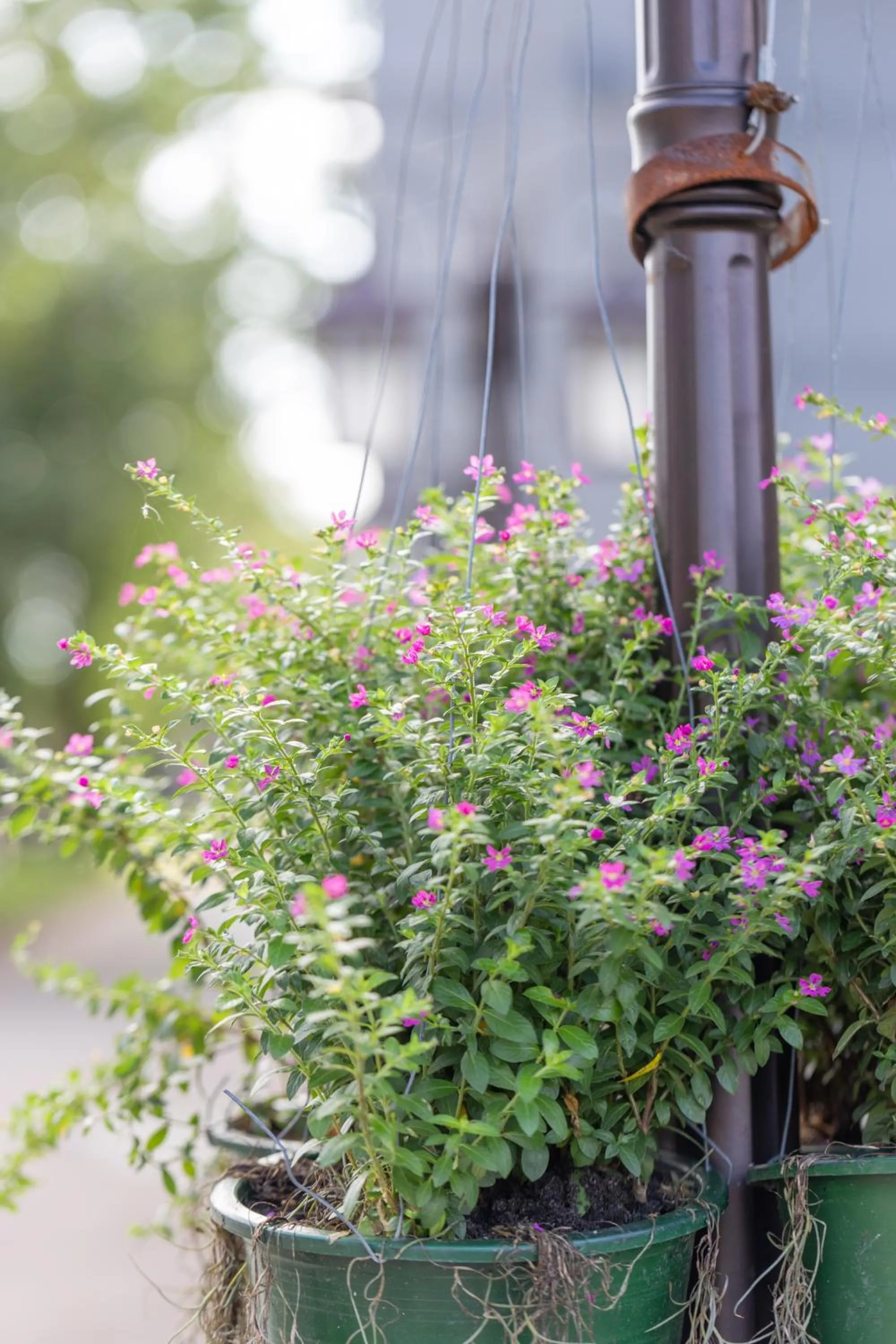 Garden view in Wonderland Suites and Resort