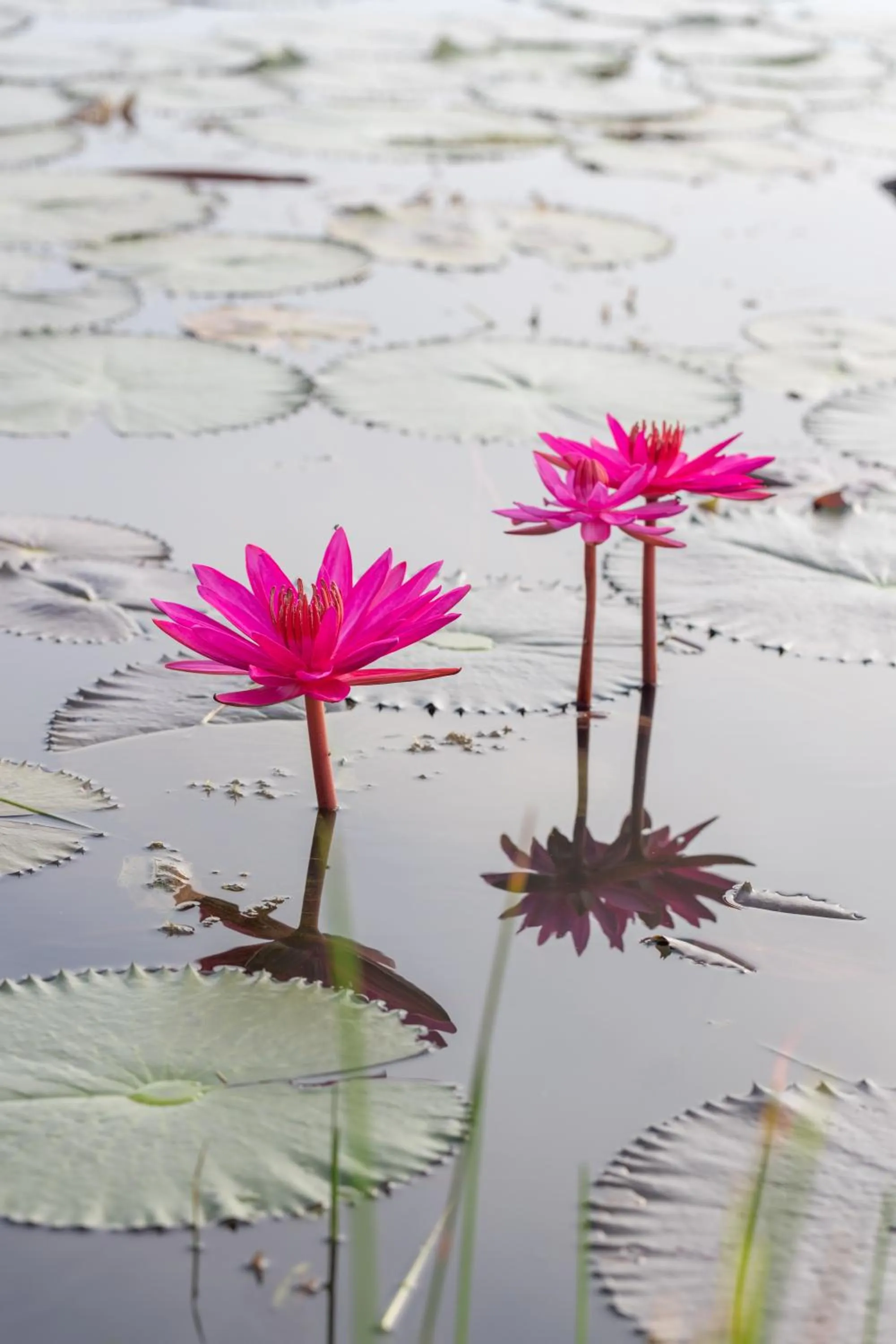 Garden view in Wonderland Suites and Resort