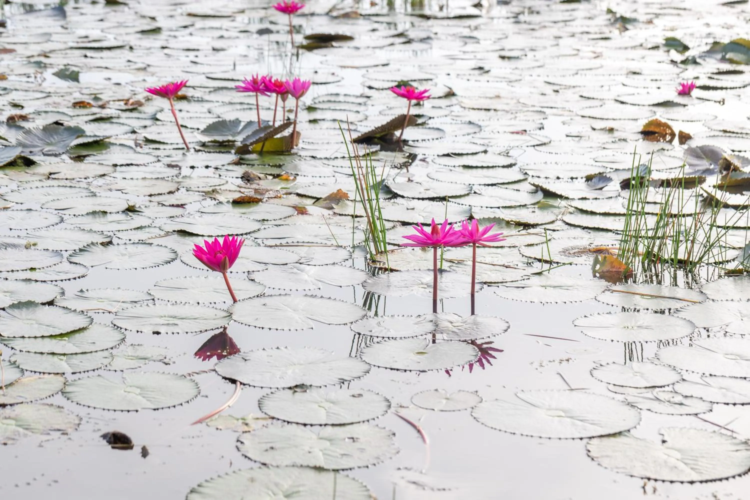 View (from property/room) in Wonderland Suites and Resort