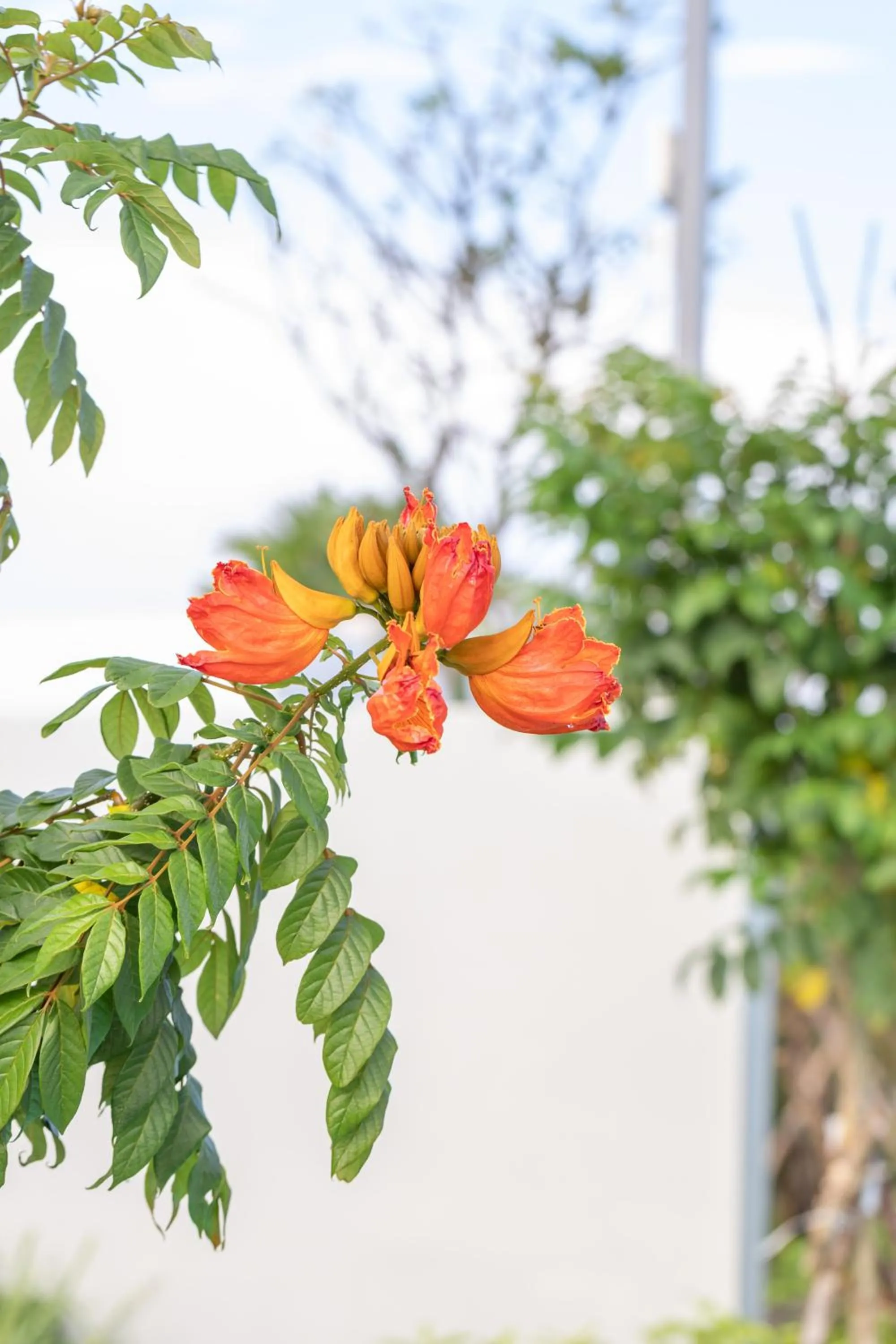 Garden view in Wonderland Suites and Resort