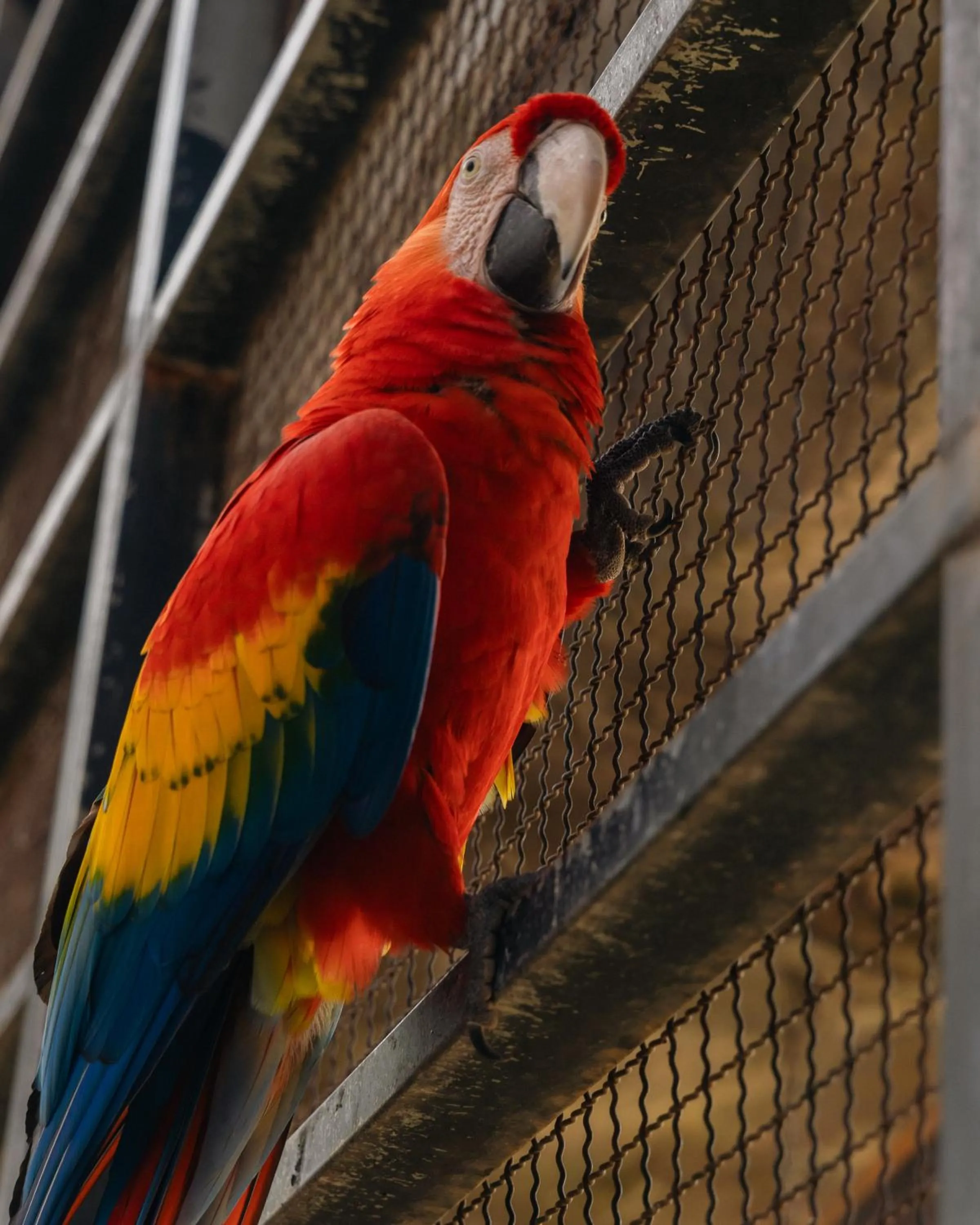 pet friendly in Wonderland Suites and Resort