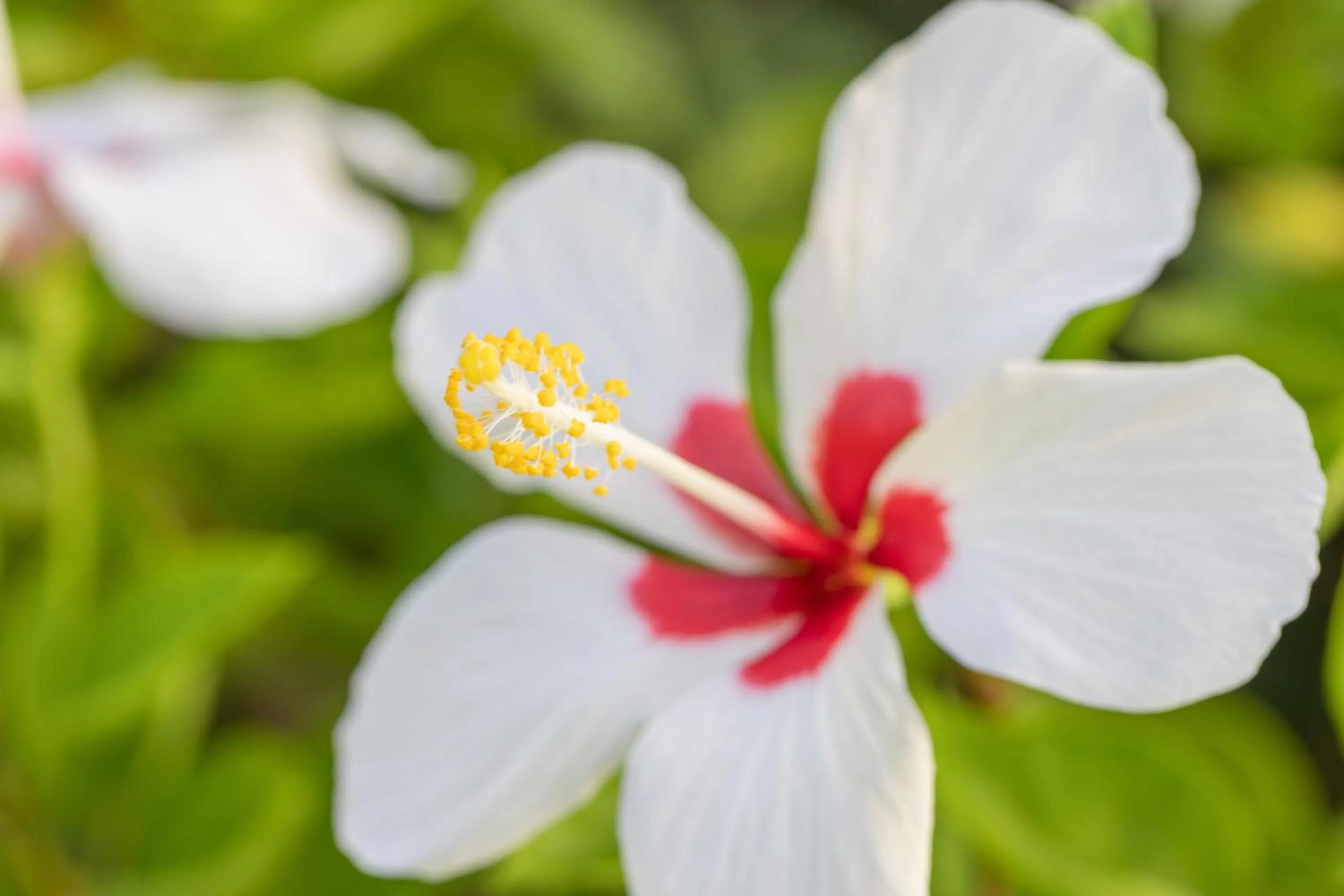 Garden view in Wonderland Suites and Resort
