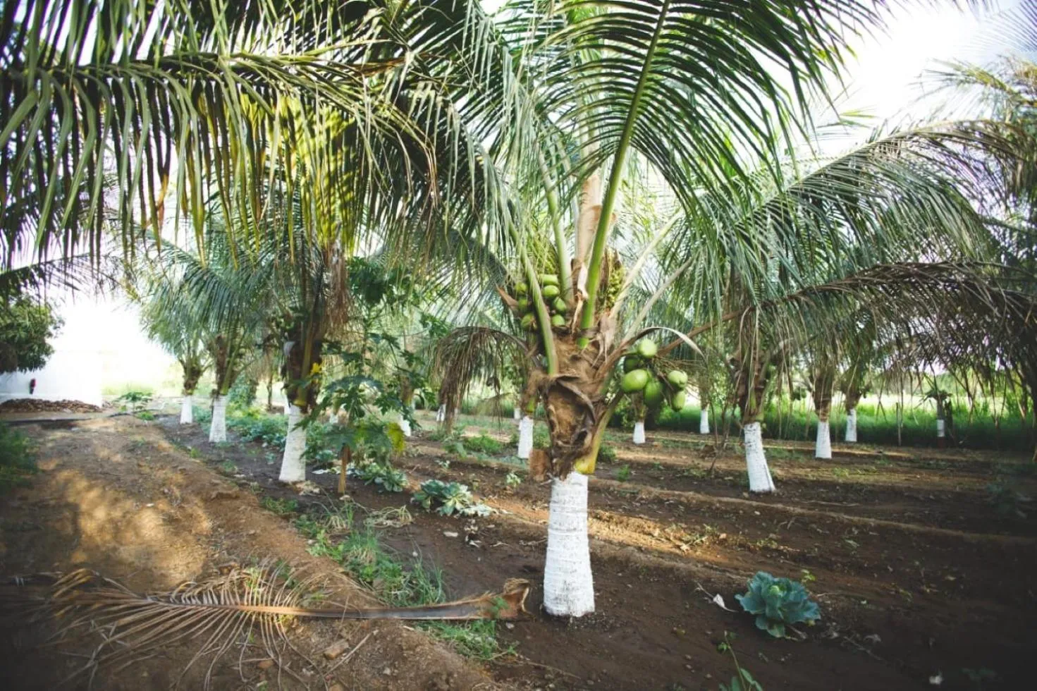 Other in Gokul farm house