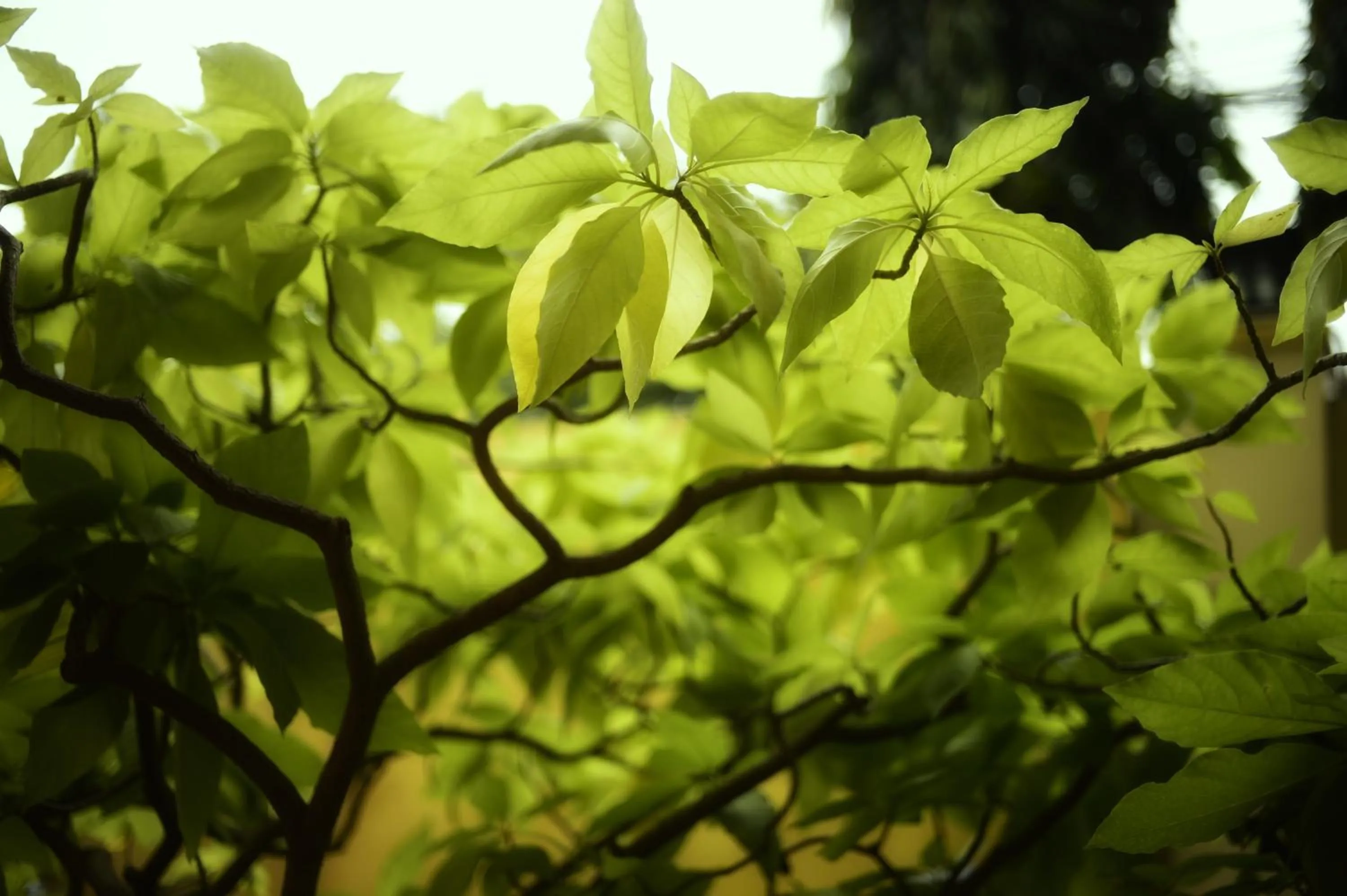 Garden in Villa Grange