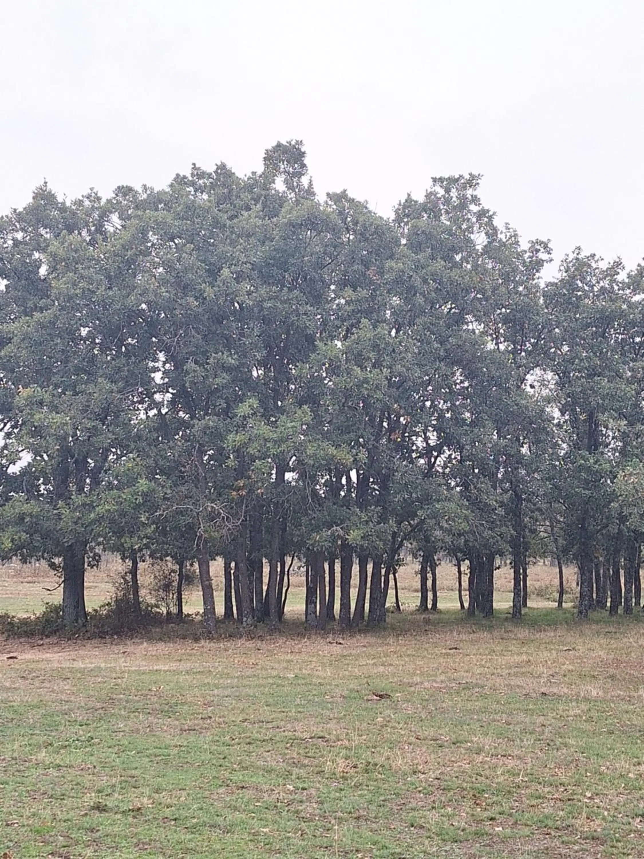 Hostal el patio restaurante