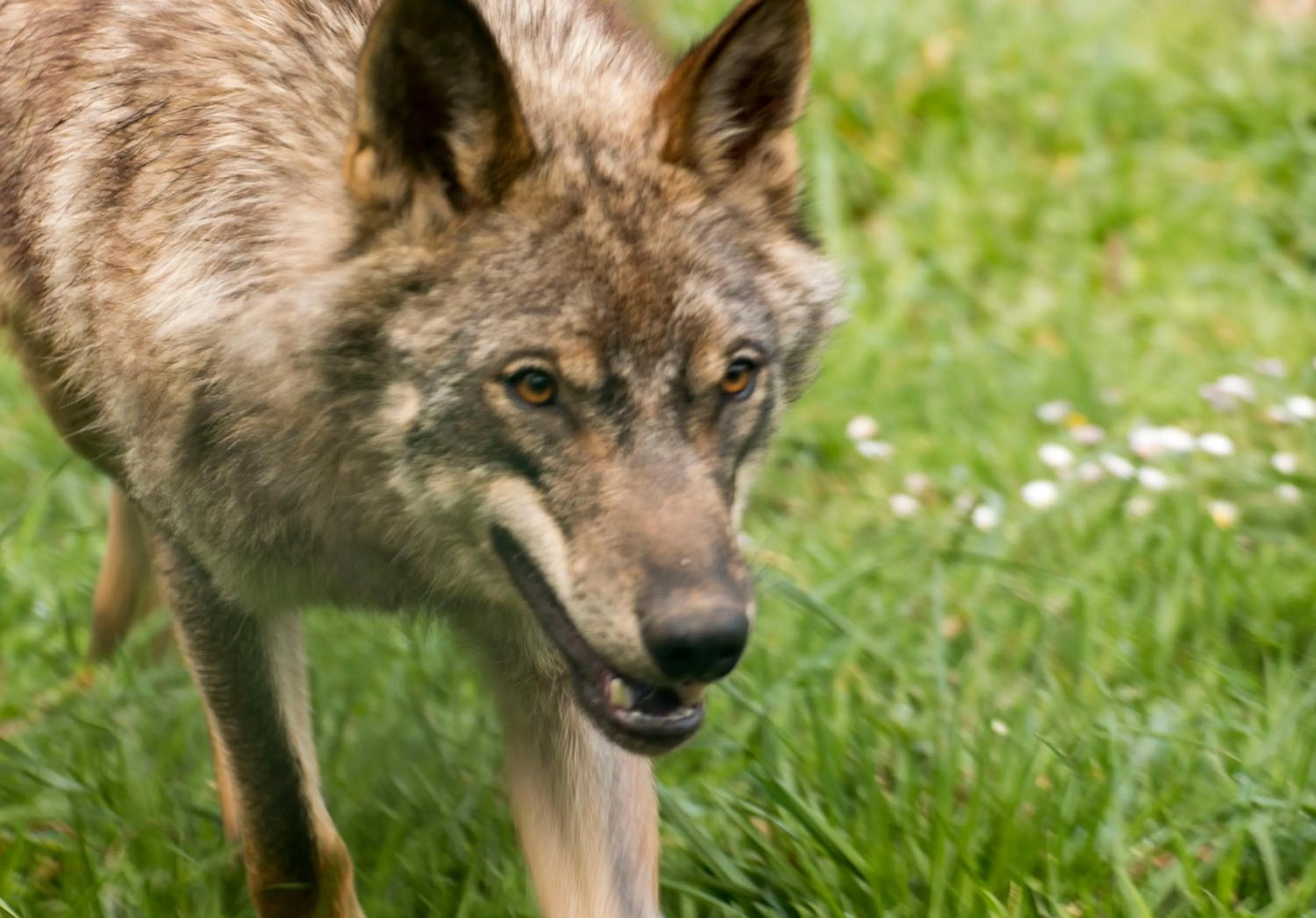 Animals in Alojamiento Calzada Romana