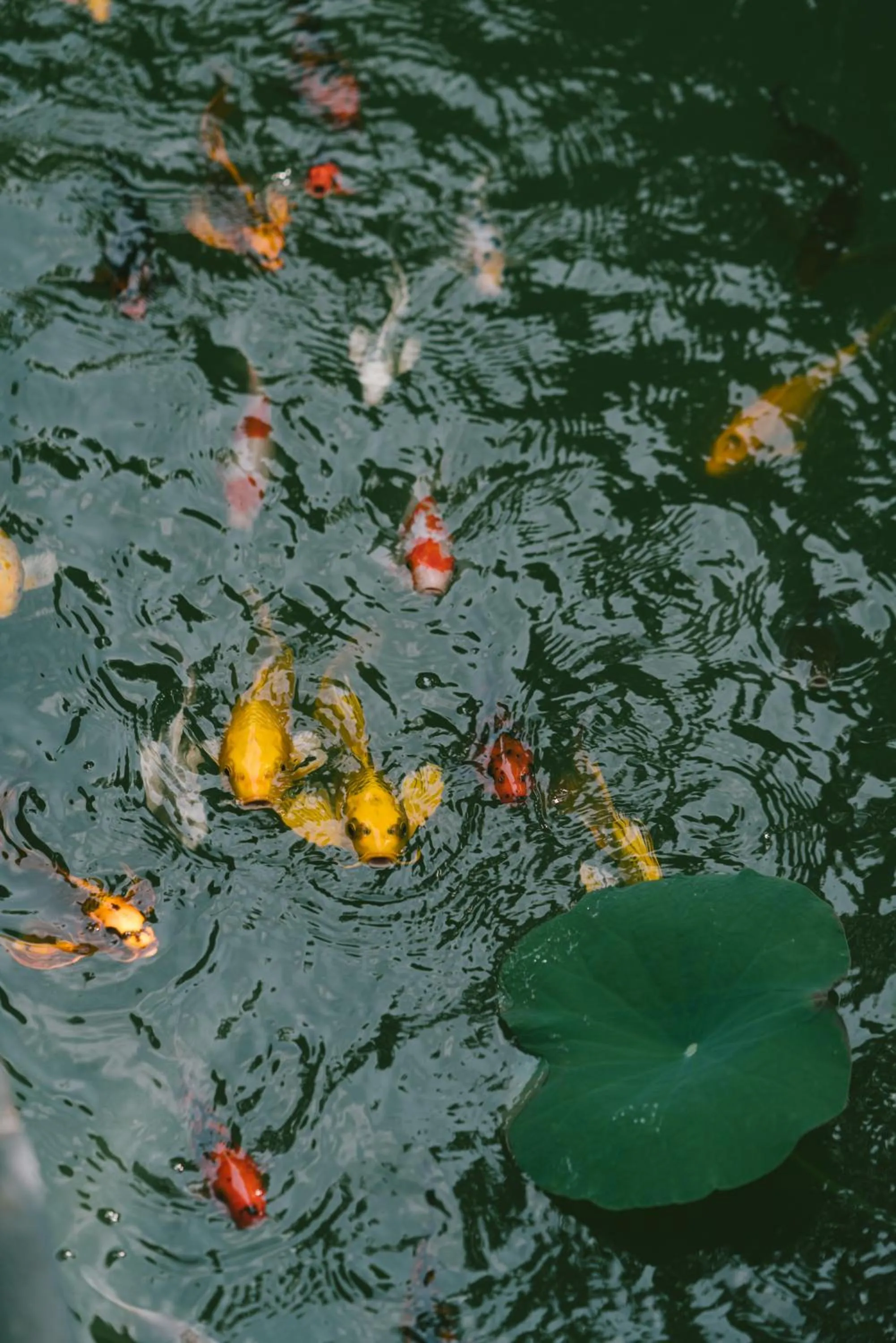 Garden in Sứ Retreat Hoi An - Riverfront Resort
