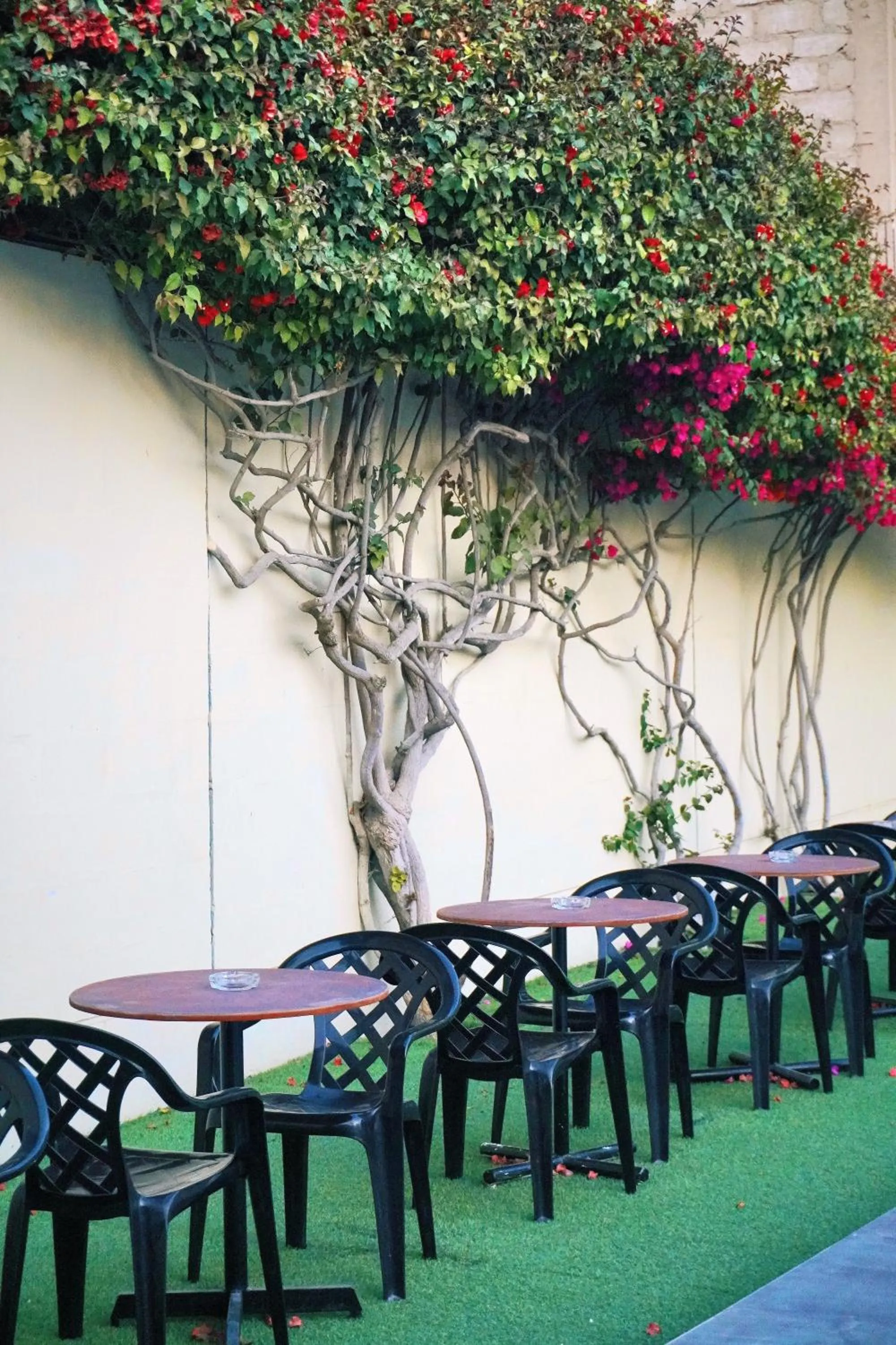 Garden in Holiday Suites