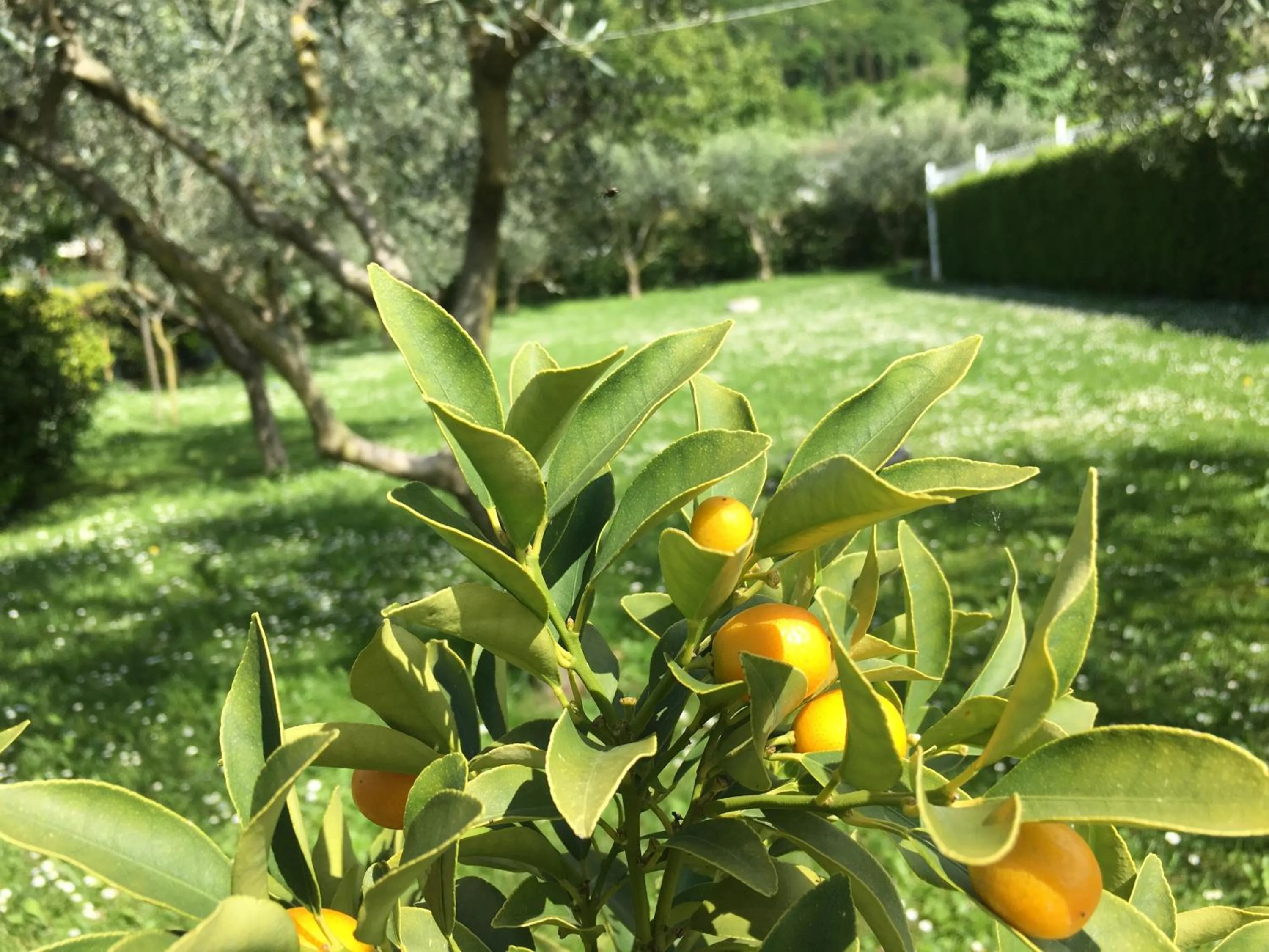 Garden in Residence Gonda&Giuliano