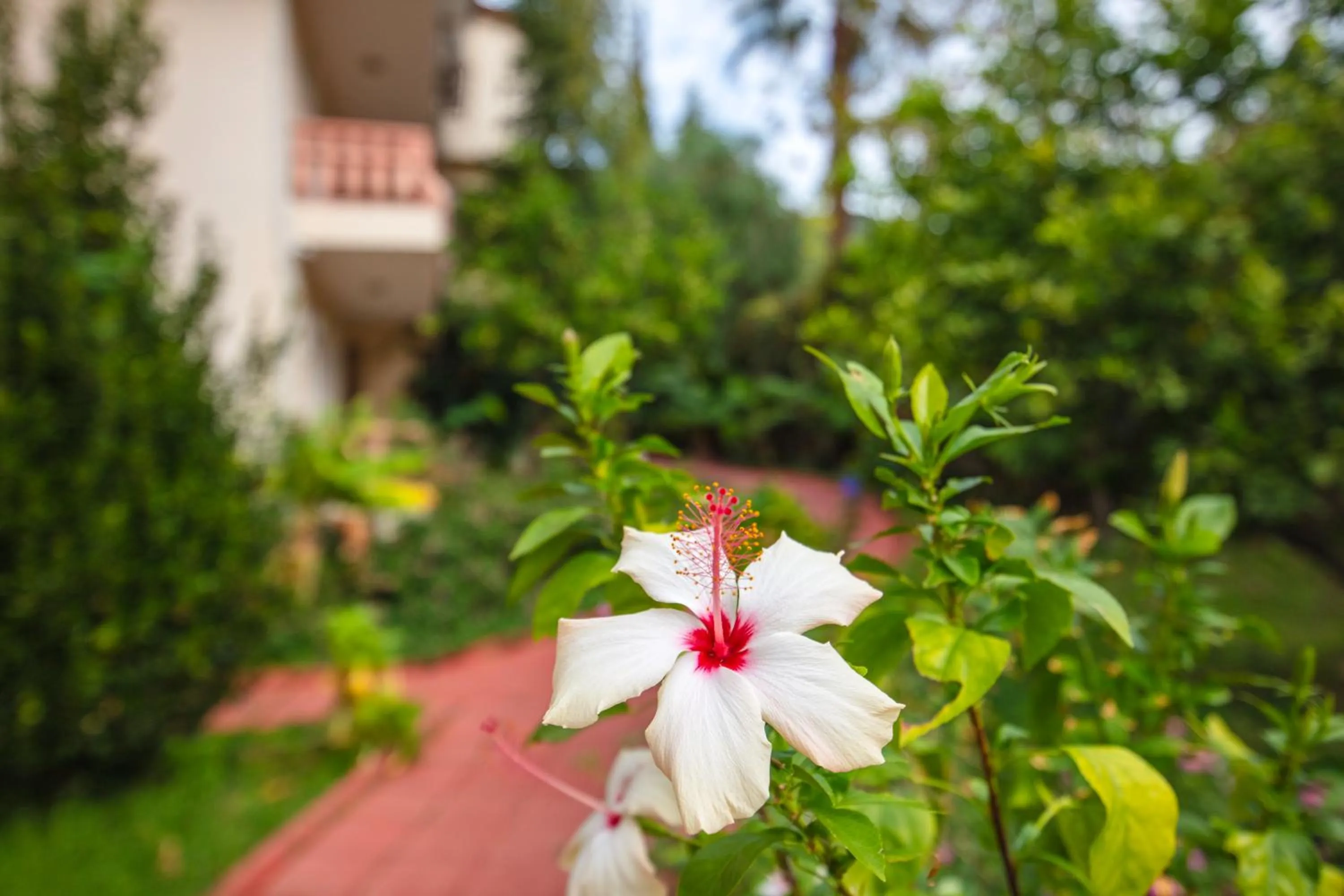 Garden in Ölüdeniz Turquoise Hotel - All Inclusive