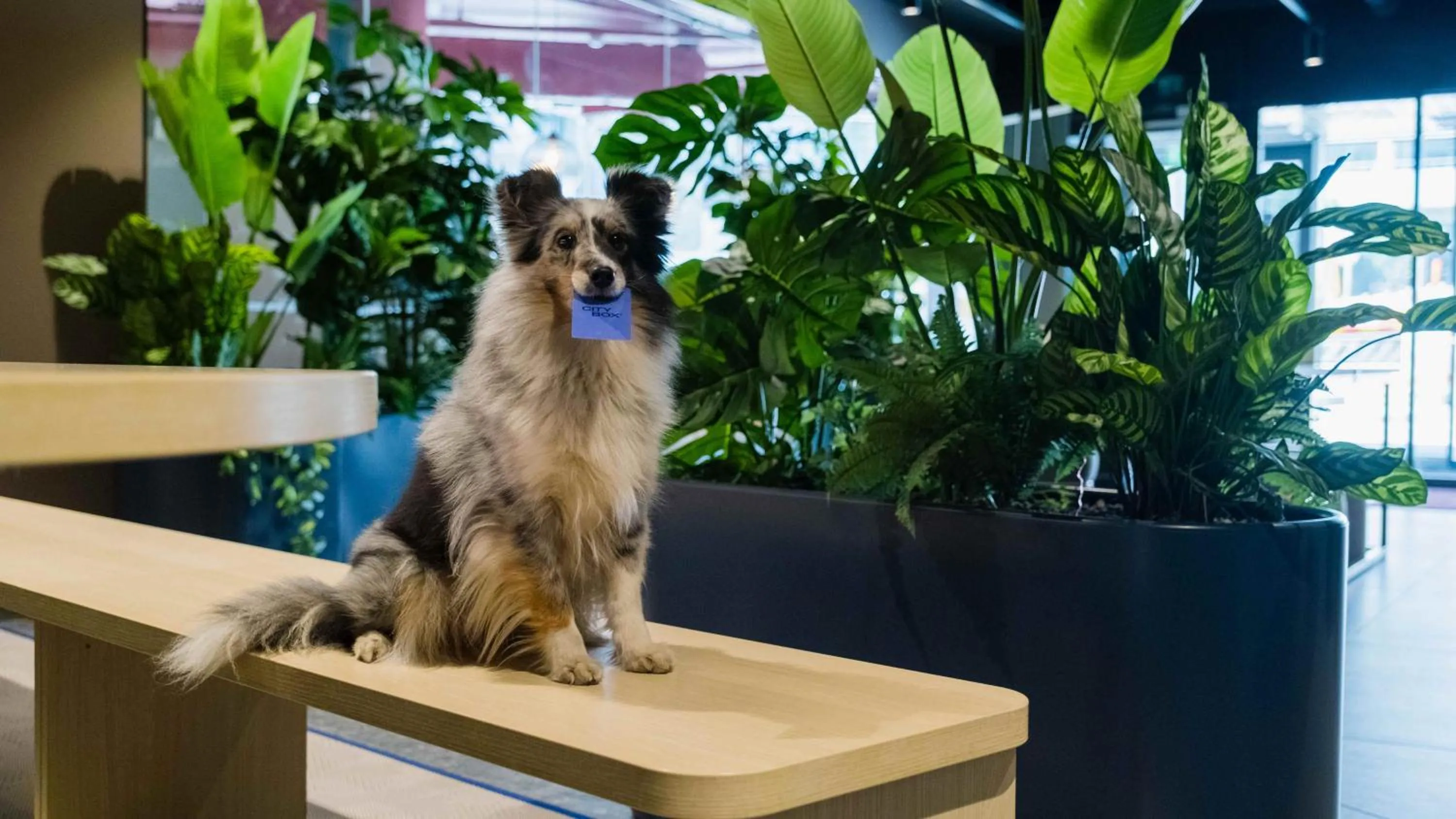 pet friendly in Citybox Helsinki