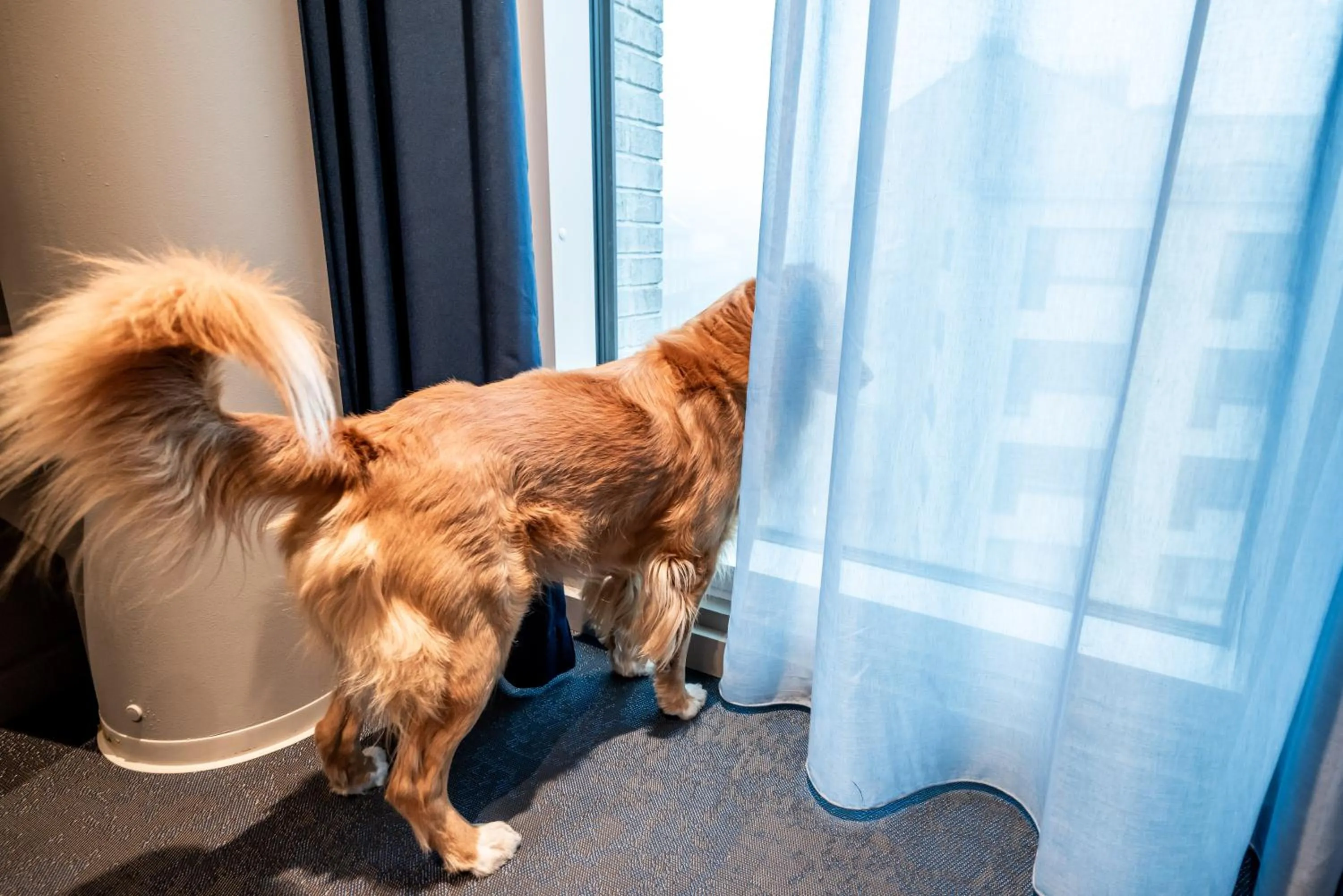 Pets in Citybox Helsinki