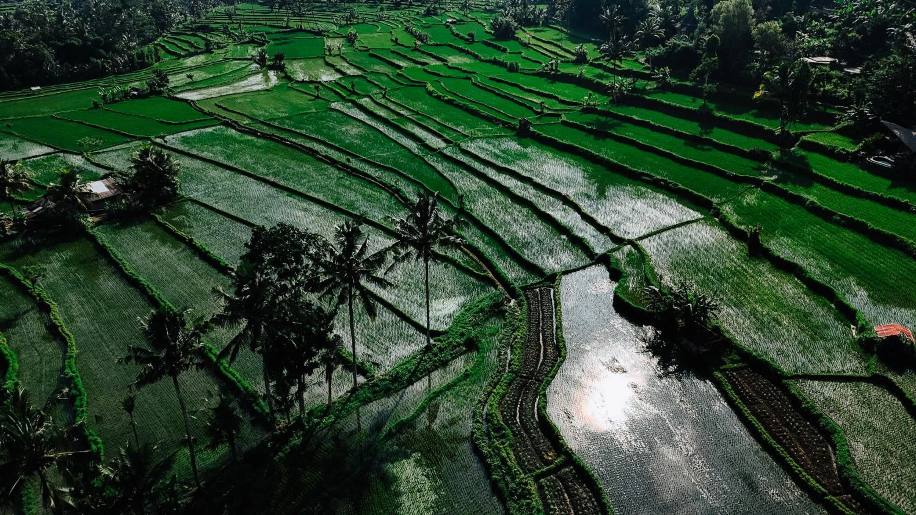 Nearby landmark in Arcada Bali Bamboo House