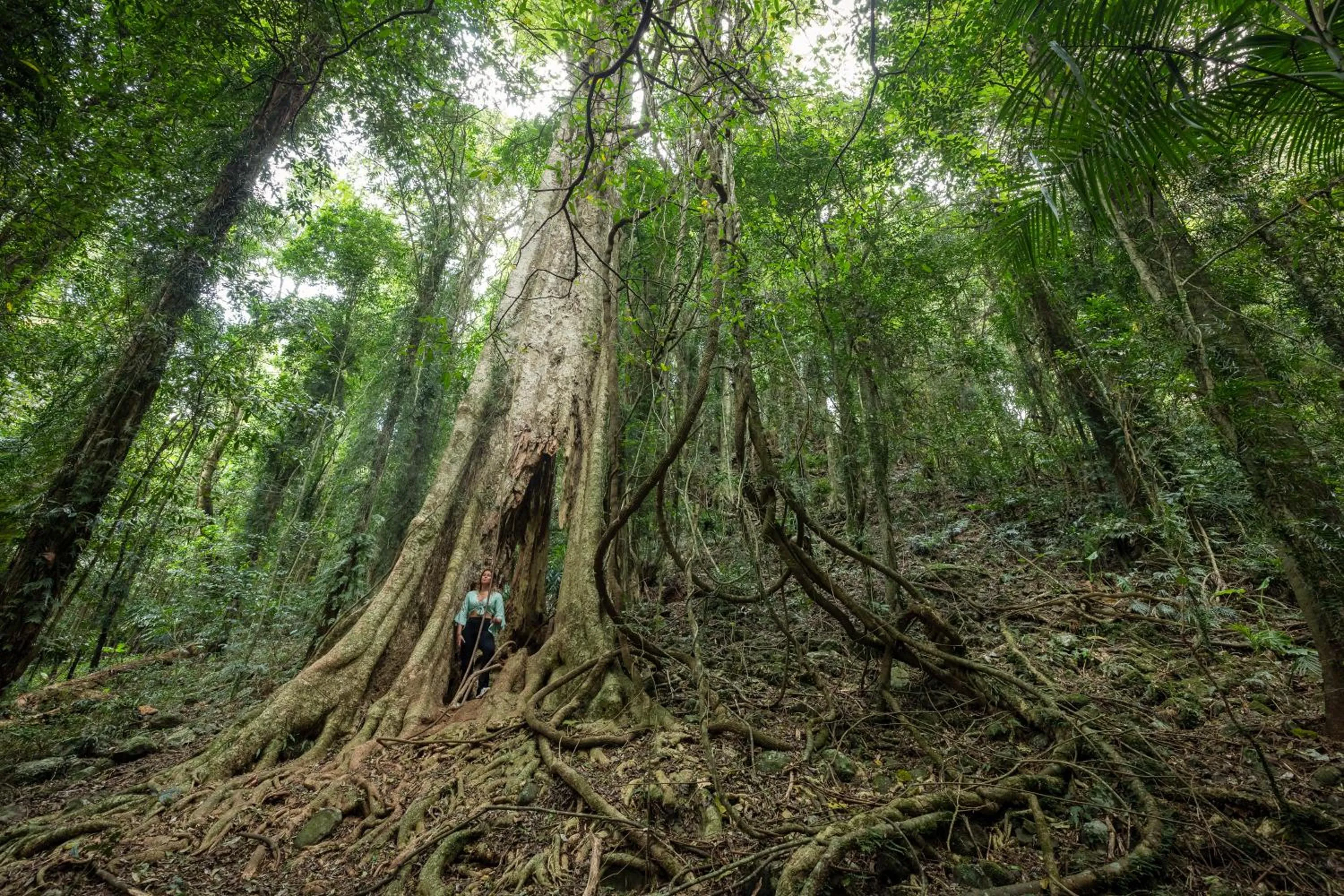 Natural landscape in Bellingen Belfry Guesthouse