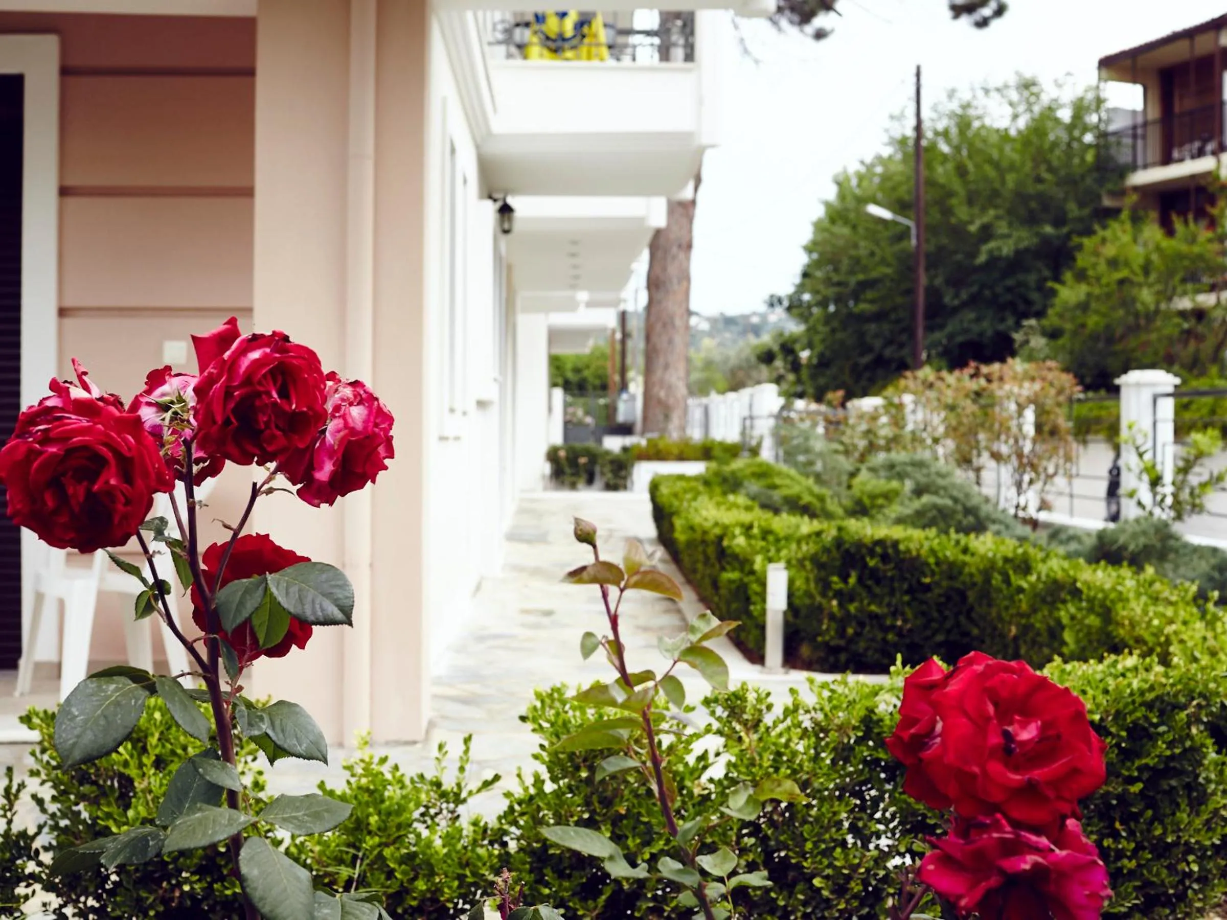 Garden in Skiathos Somnia