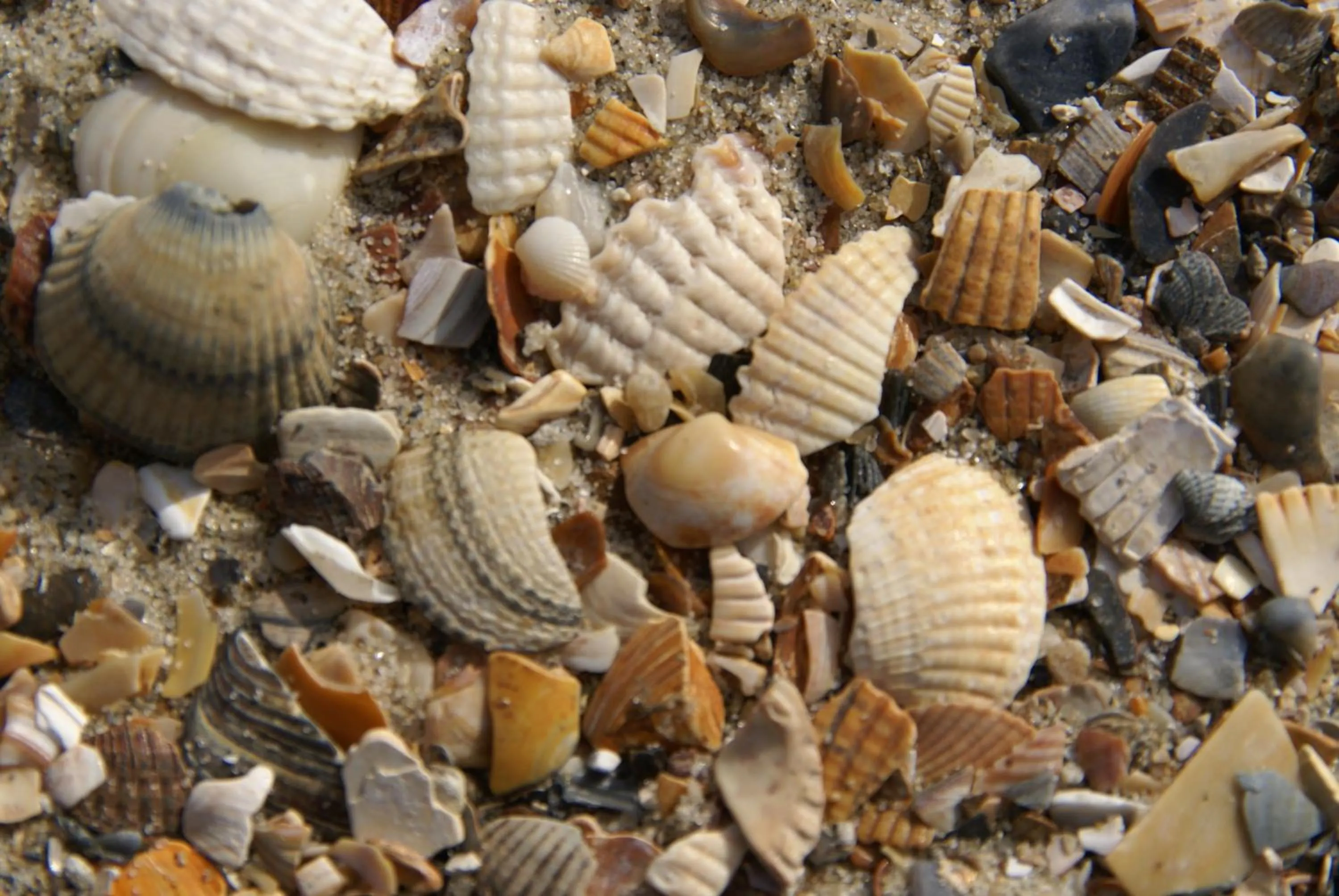 Beach in Hotel Restaurant de Boekanier