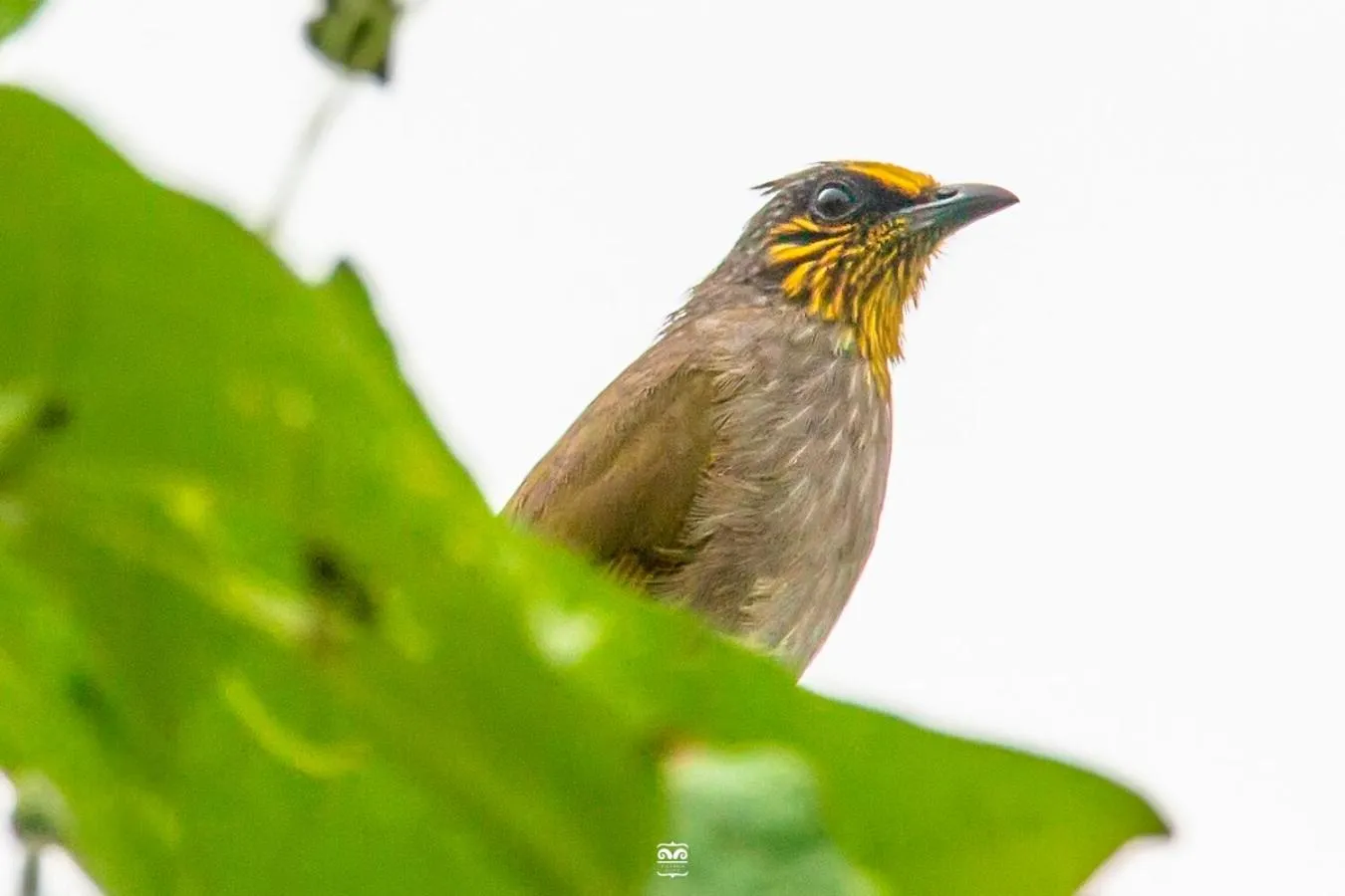 Day in Victoria Cliff Hotel & Resort, Kawthaung