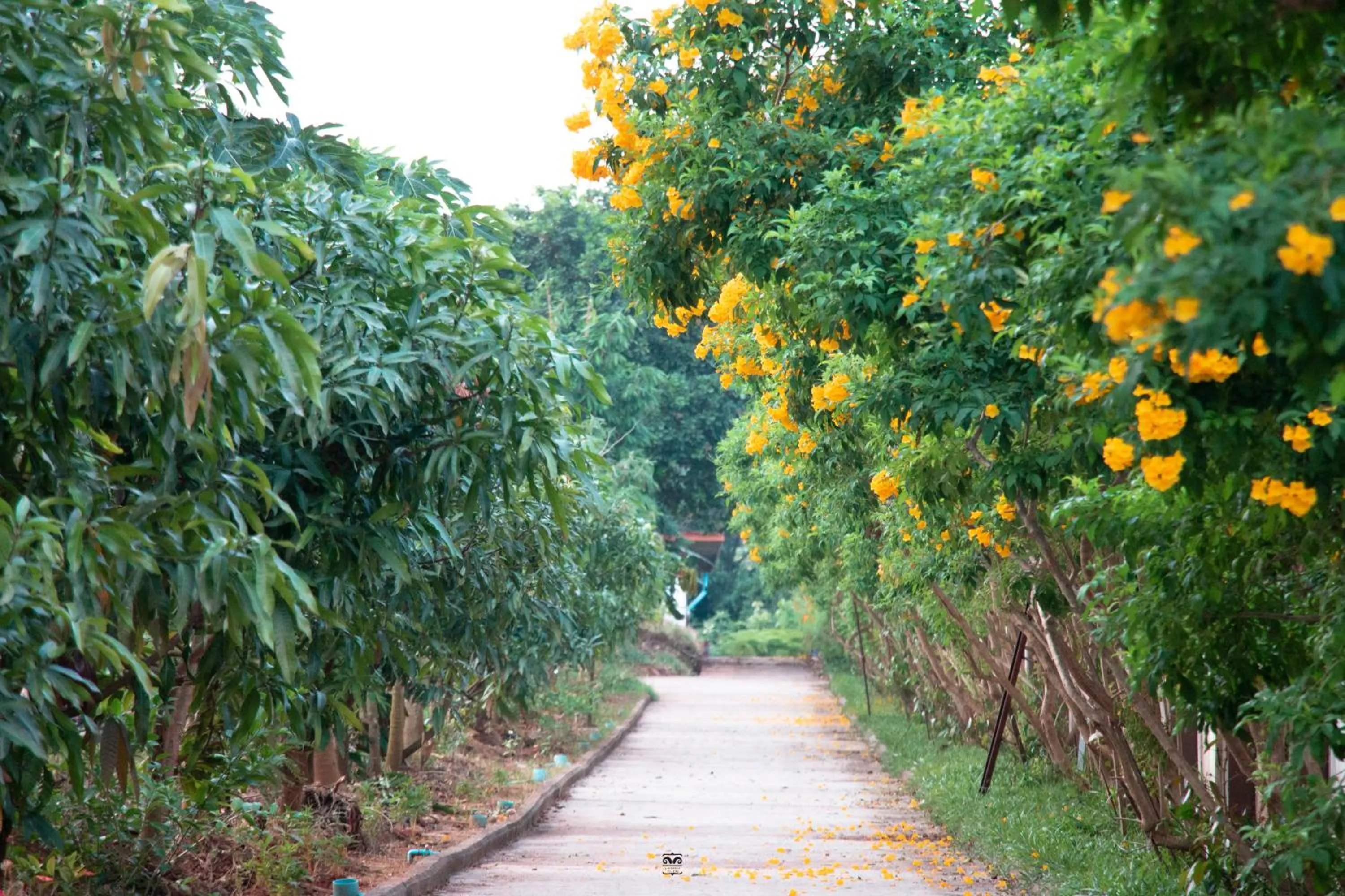 Spring in Victoria Cliff Hotel & Resort, Kawthaung