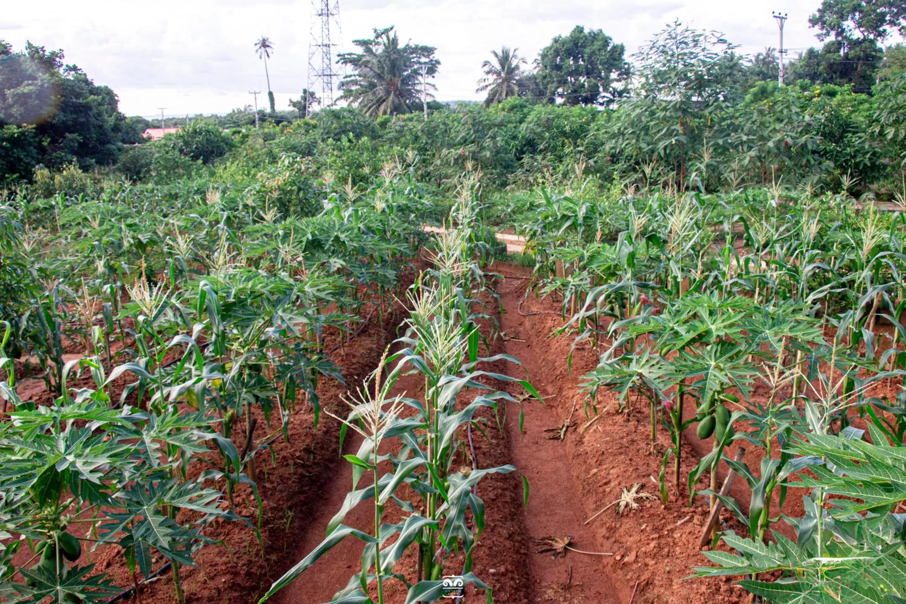 Spring in Victoria Cliff Hotel & Resort, Kawthaung