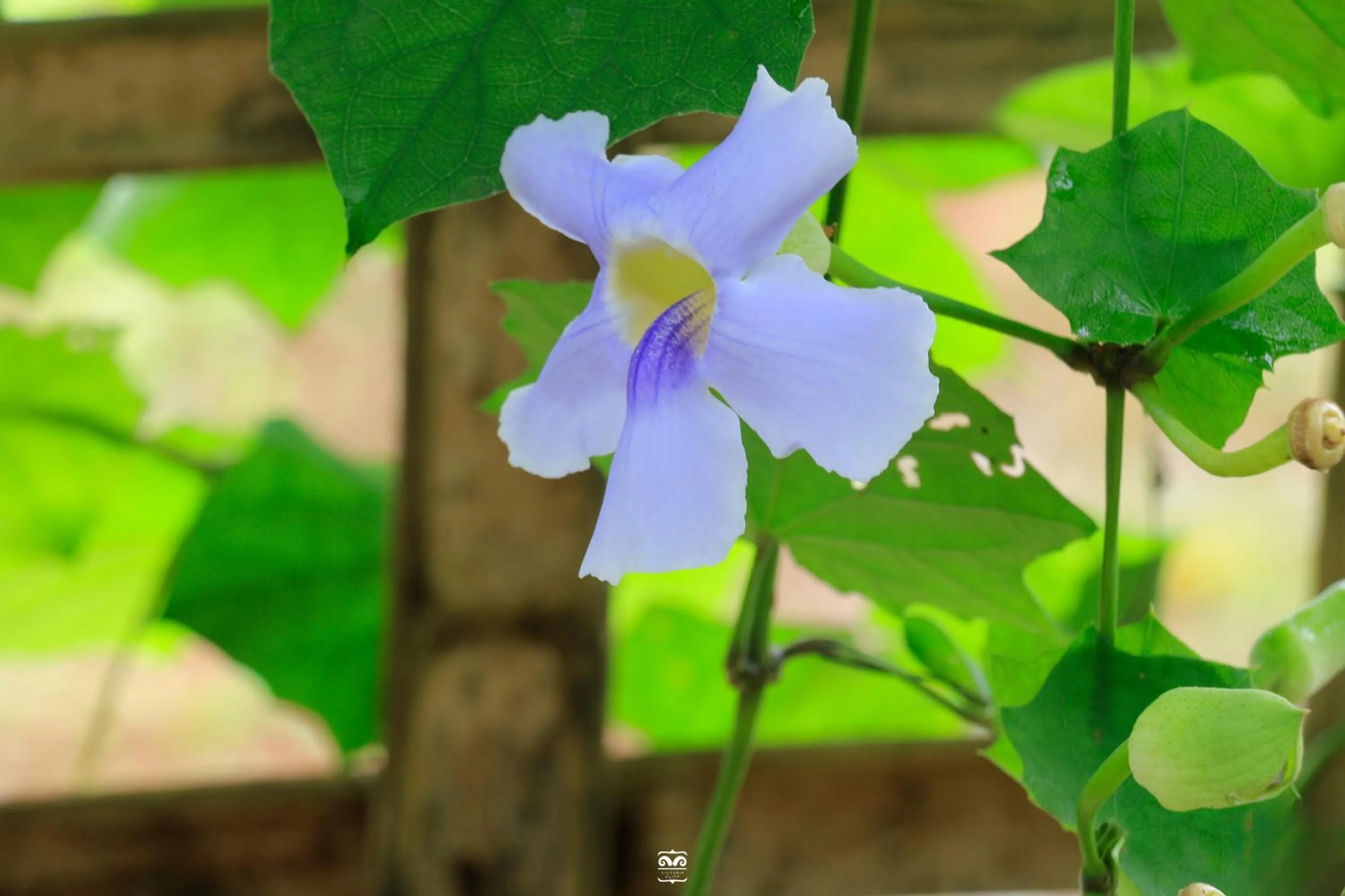 Day in Victoria Cliff Hotel & Resort, Kawthaung