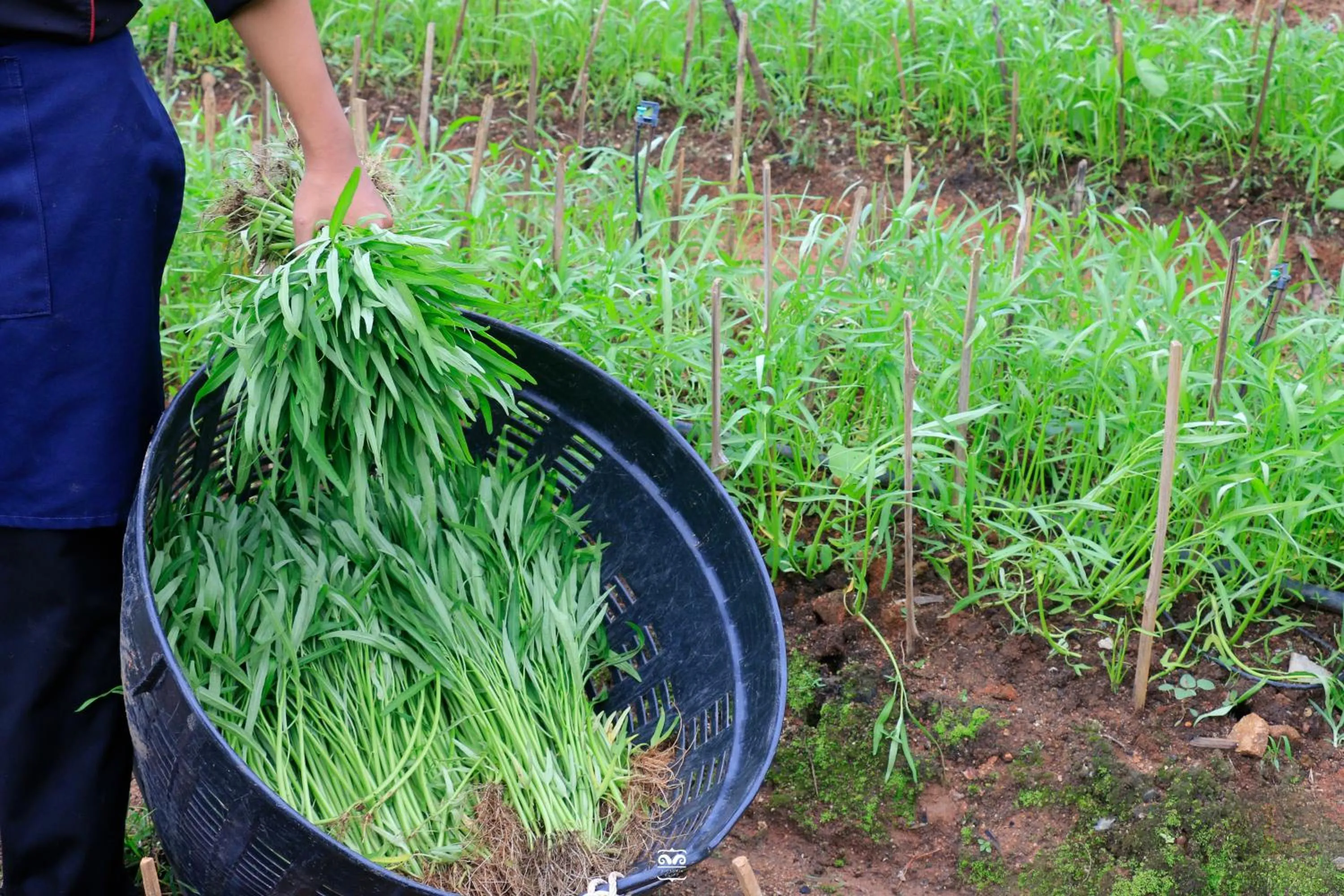 Day in Victoria Cliff Hotel & Resort, Kawthaung