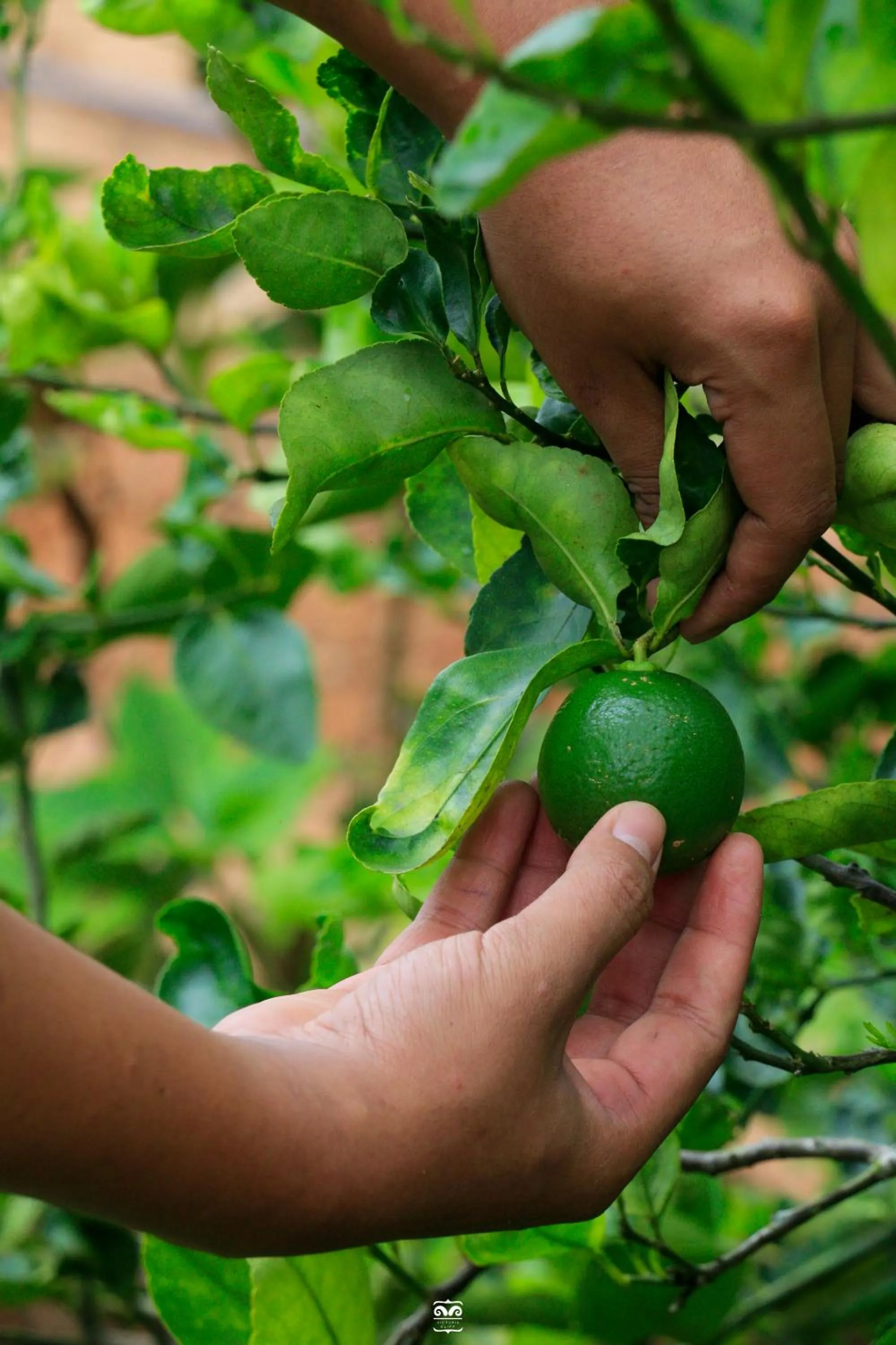 Day in Victoria Cliff Hotel & Resort, Kawthaung