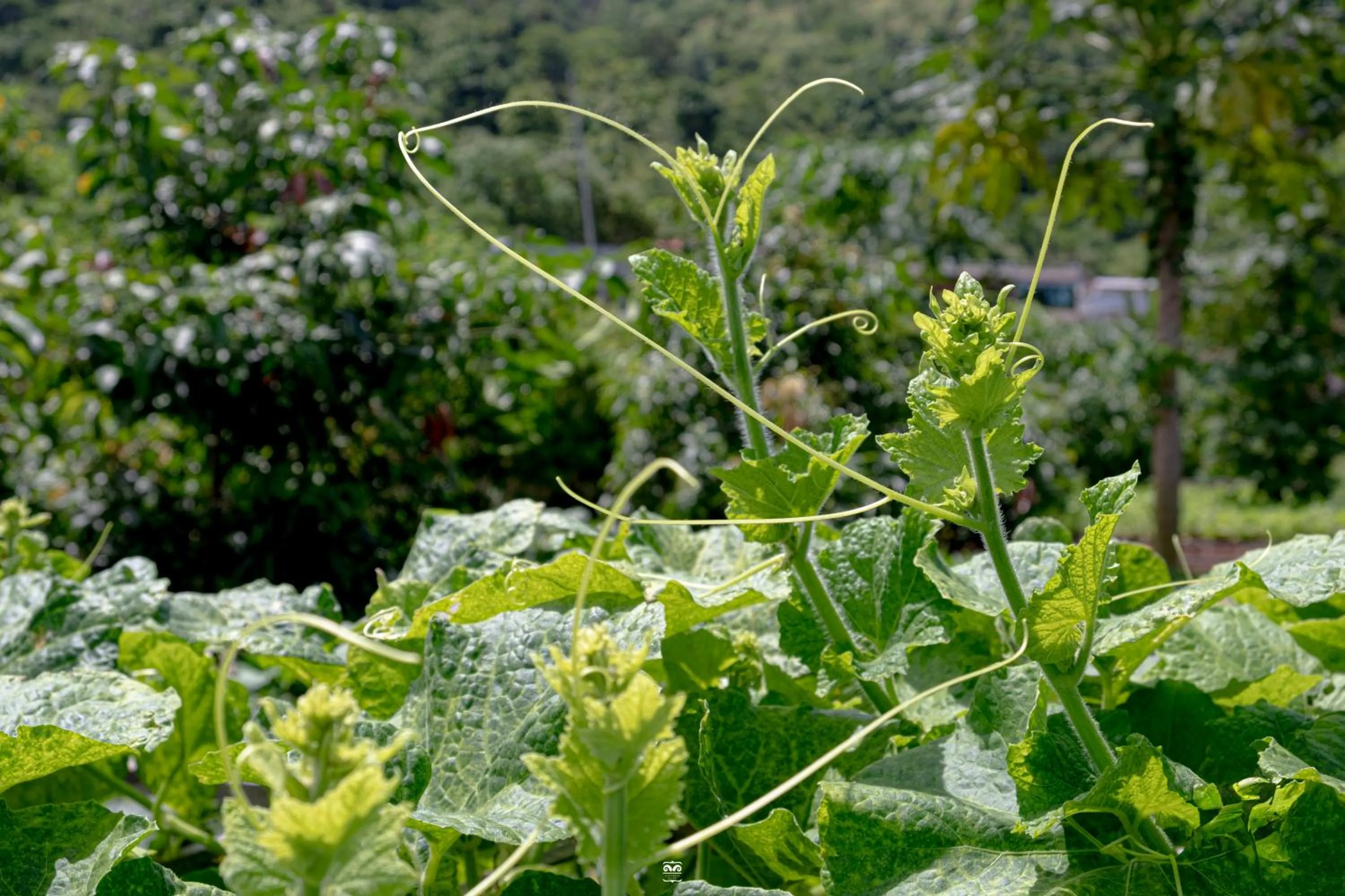 Spring in Victoria Cliff Hotel & Resort, Kawthaung
