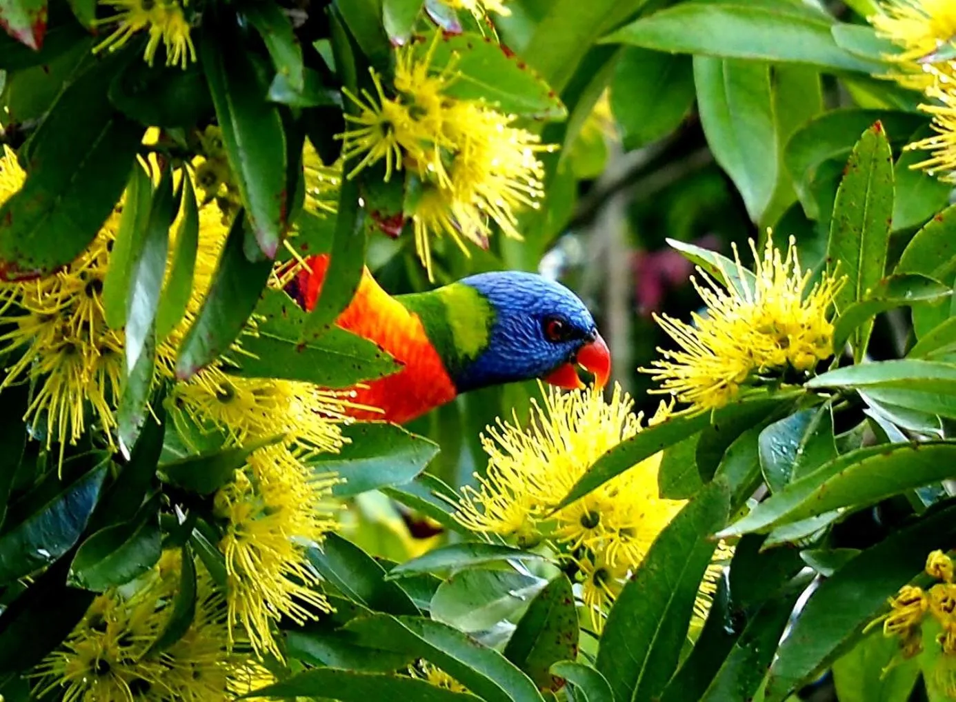 children in Atherton Blue Gum
