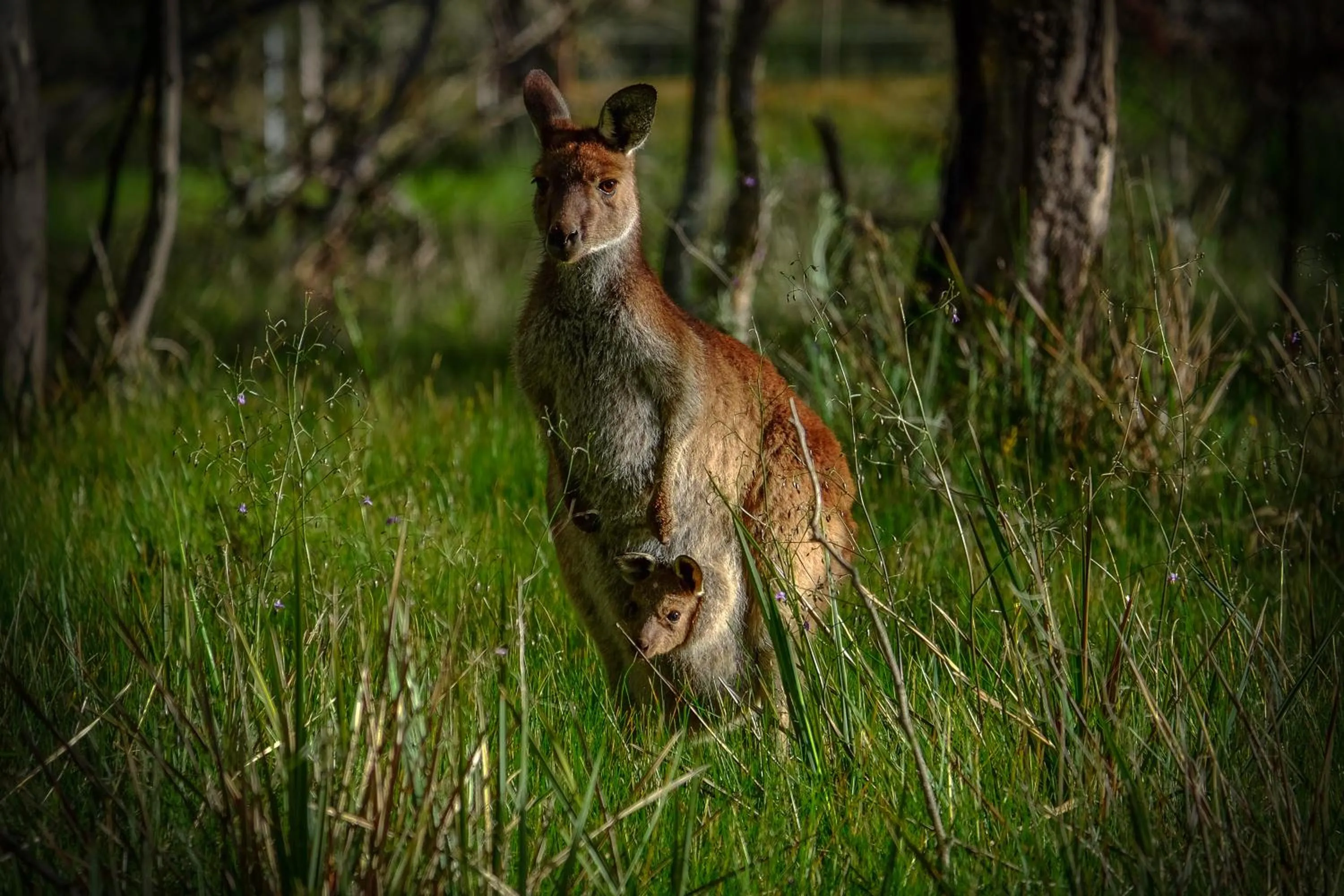Animals in Lake Fyans Holiday Park