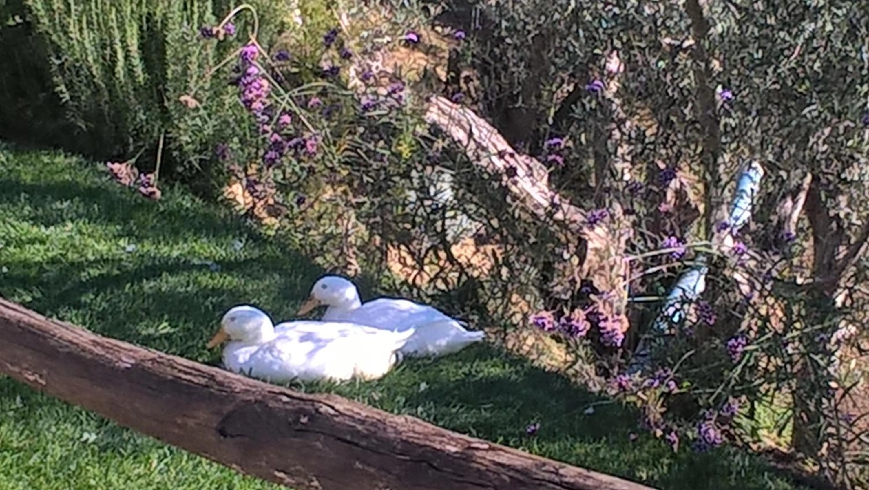 Pets in Piccolo Relais Galletto di Marzo Spa e relax solo per due