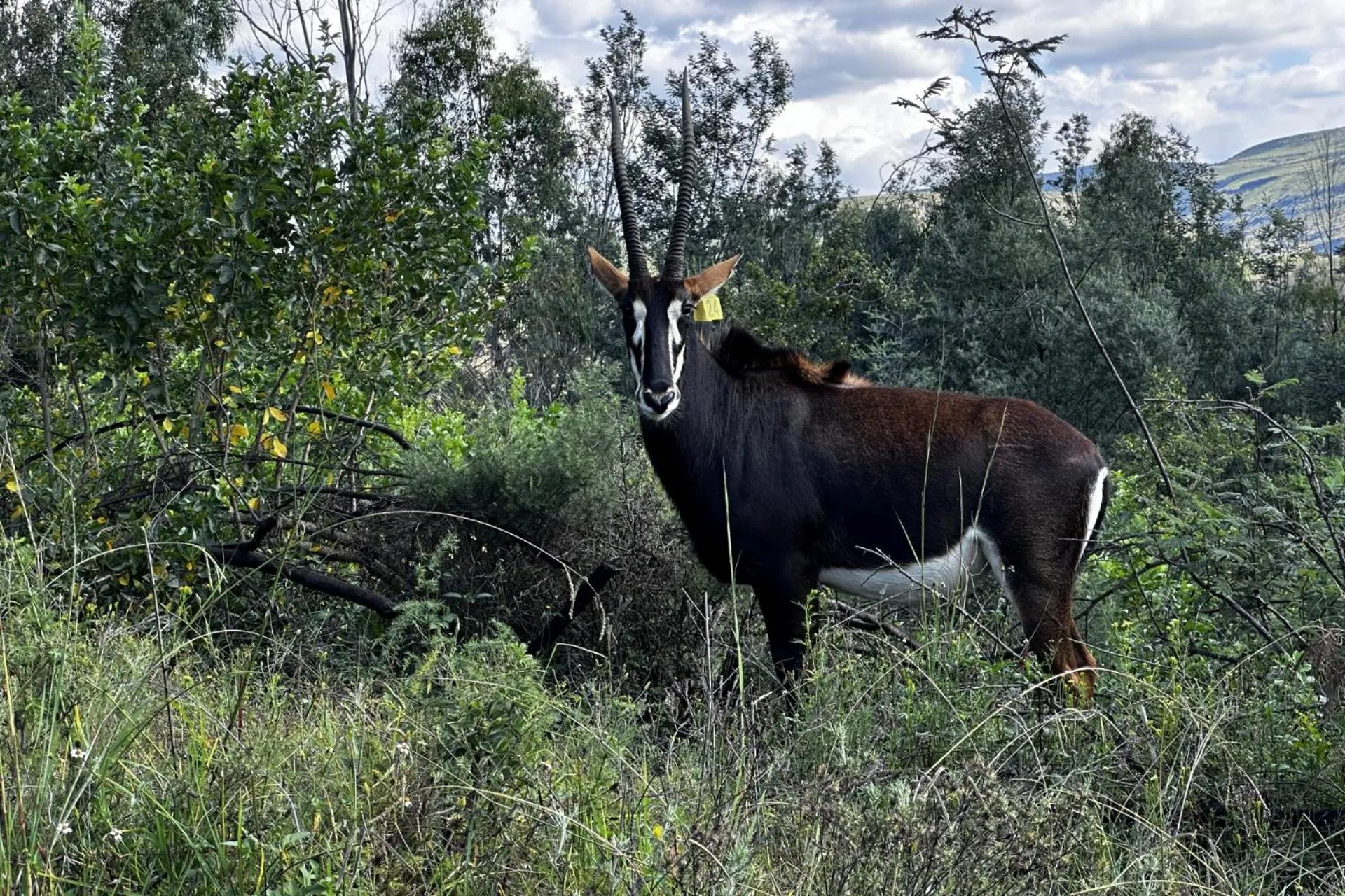 Animals in First Group Qwantani