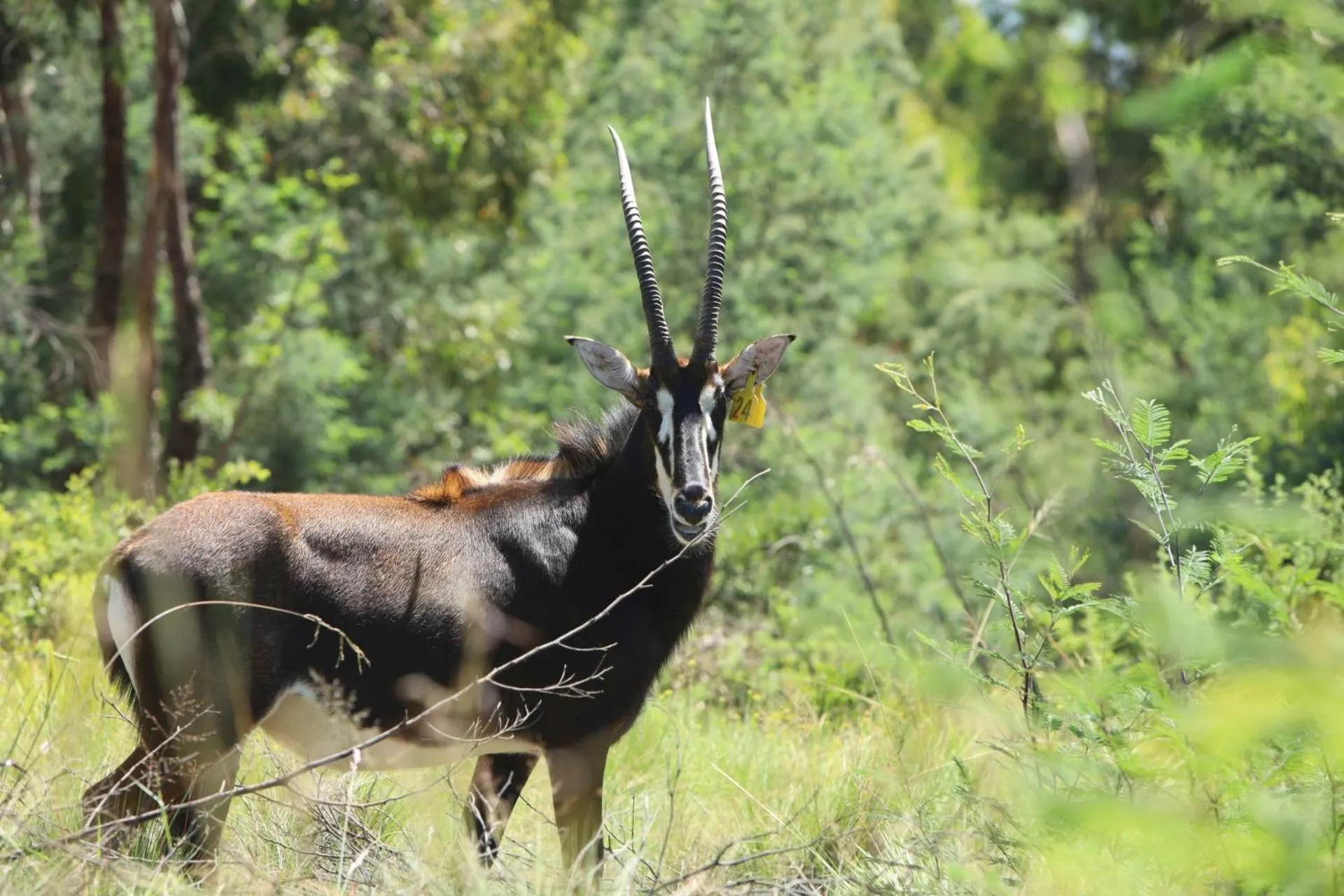 Animals in First Group Qwantani