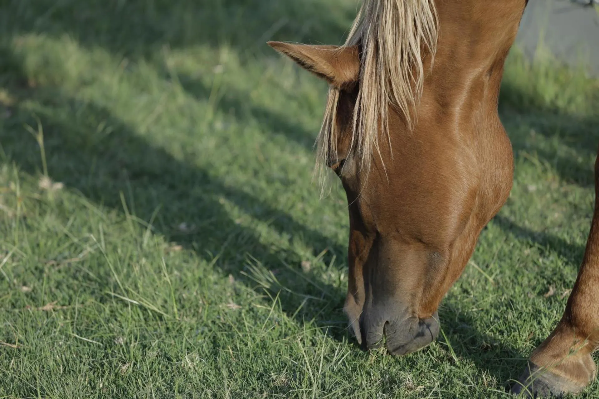 Animals in First Group Qwantani