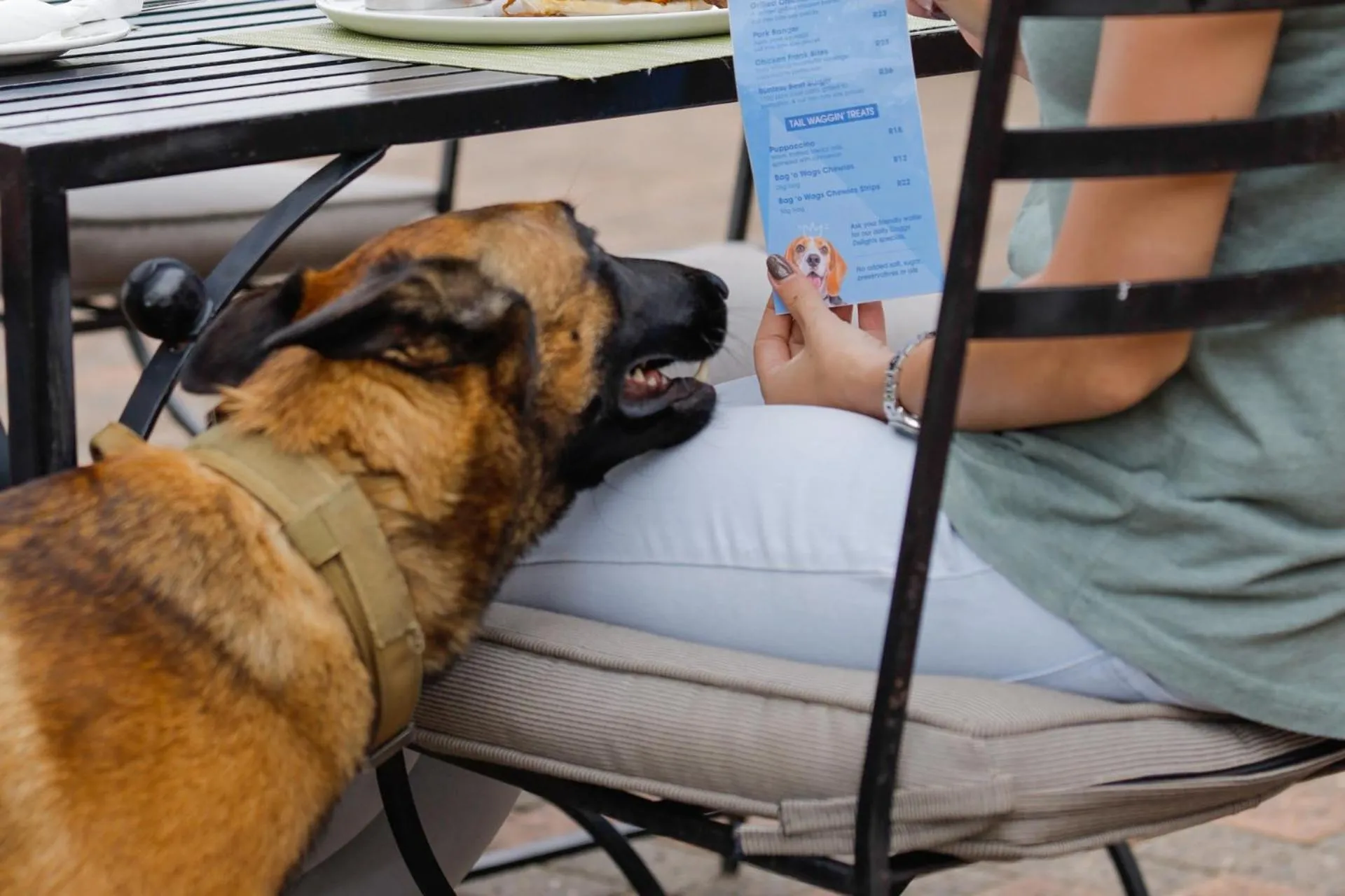 pet friendly in First Group Qwantani