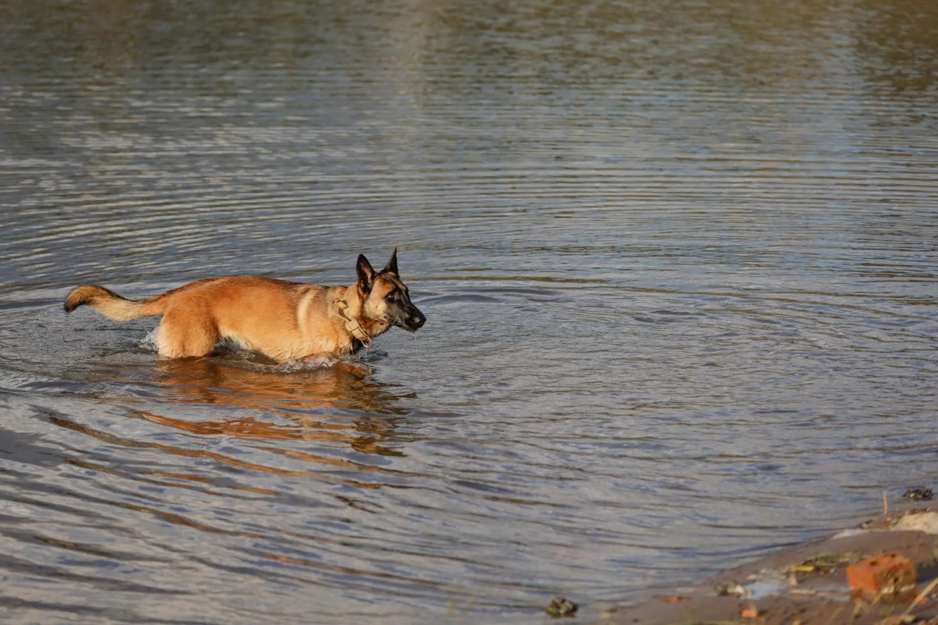 pet friendly in First Group Qwantani