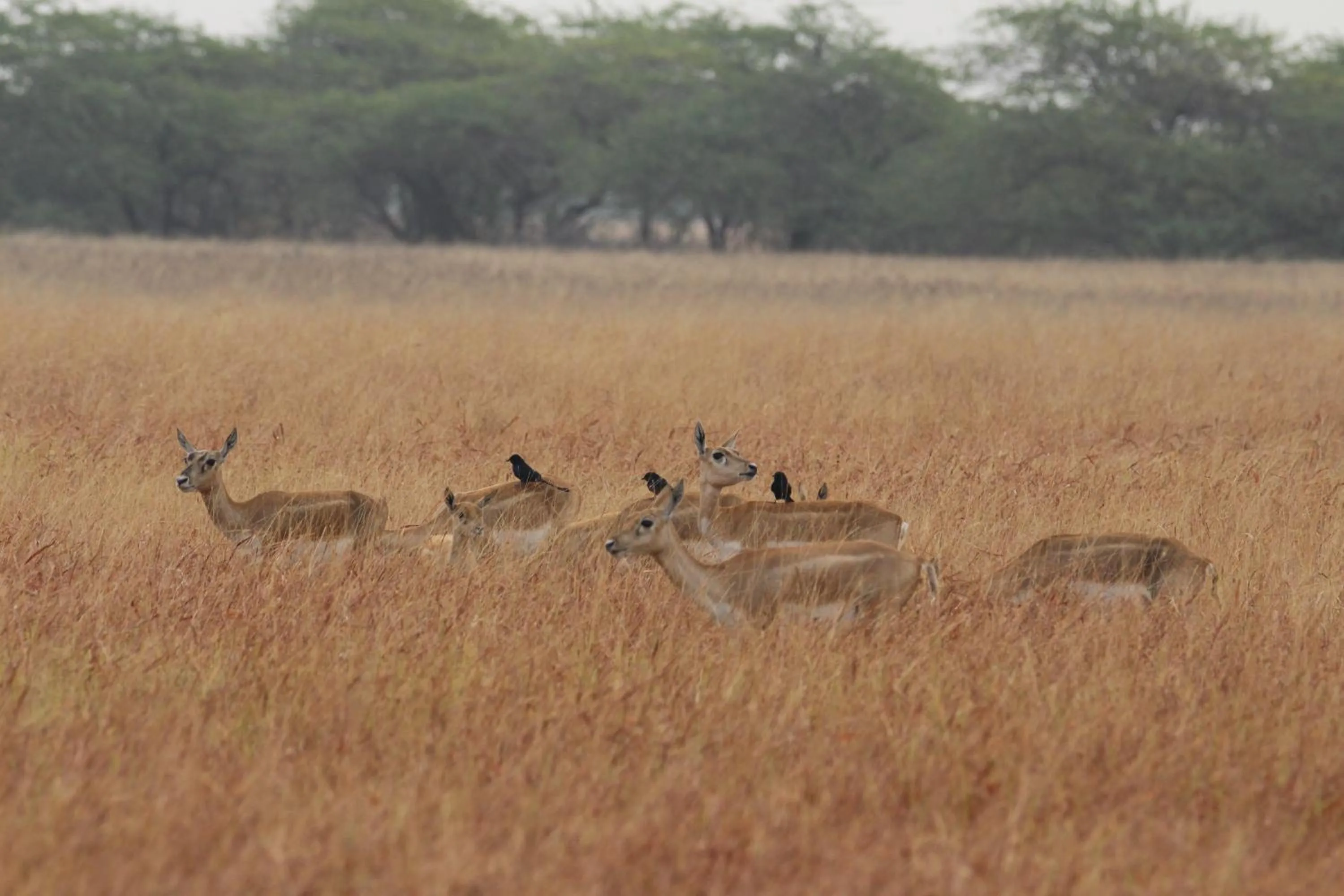The Blackbuck Trails Velavadar