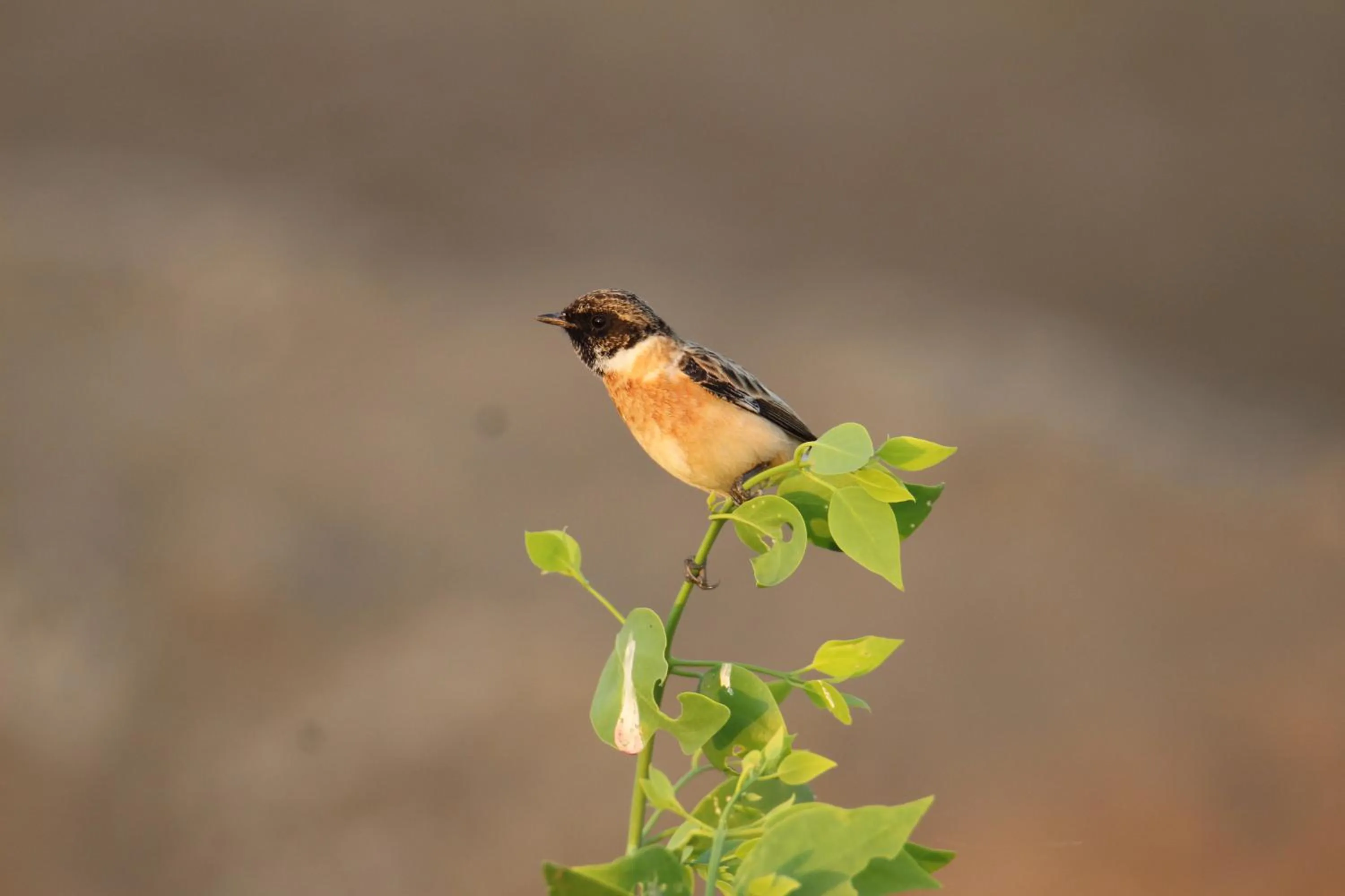 The Blackbuck Trails Velavadar