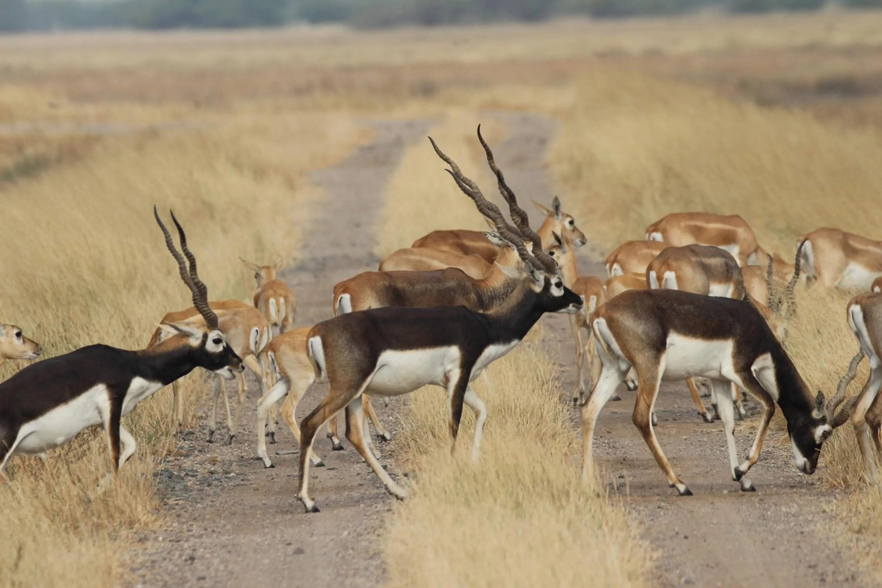 The Blackbuck Trails Velavadar
