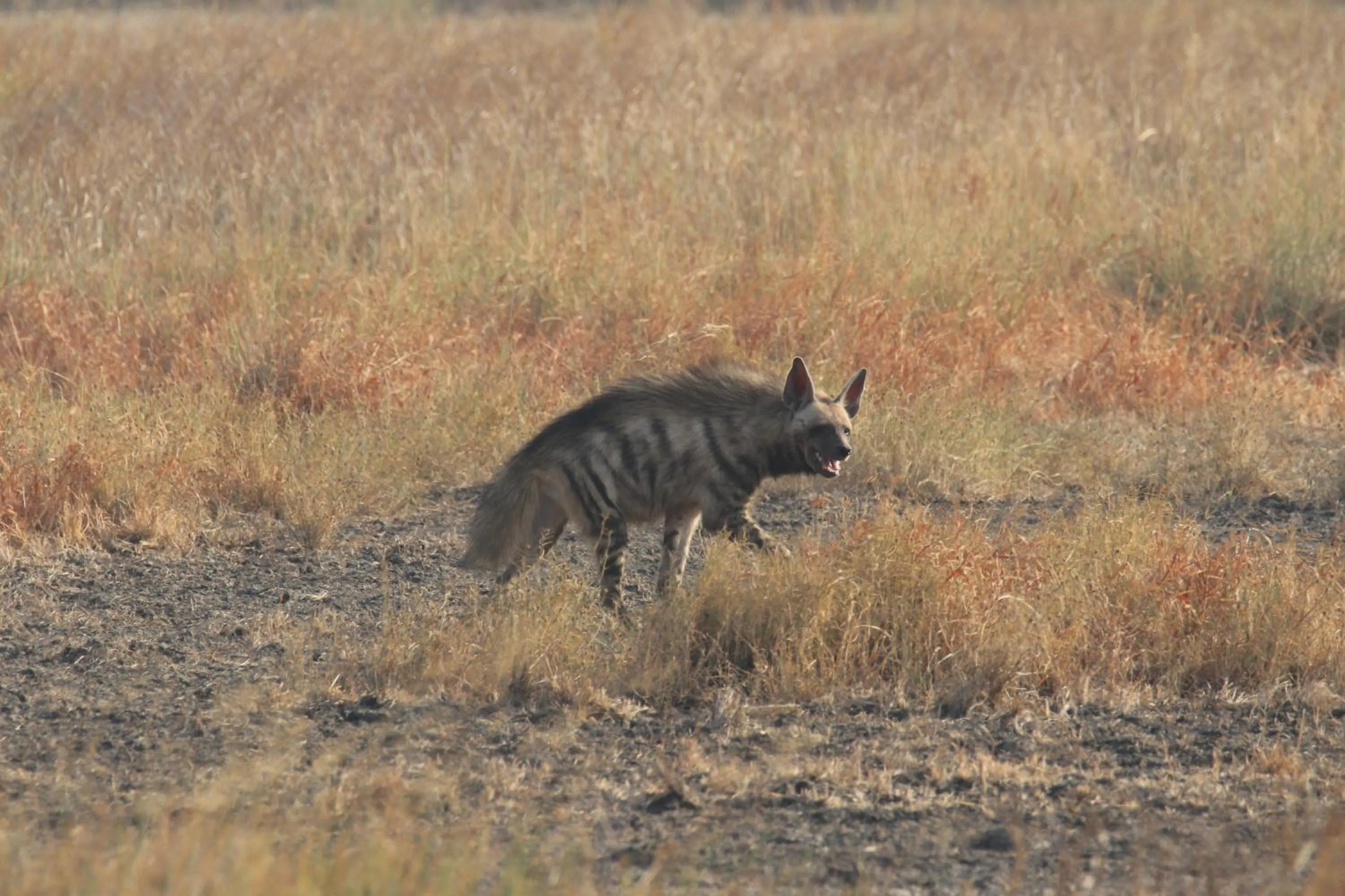 The Blackbuck Trails Velavadar