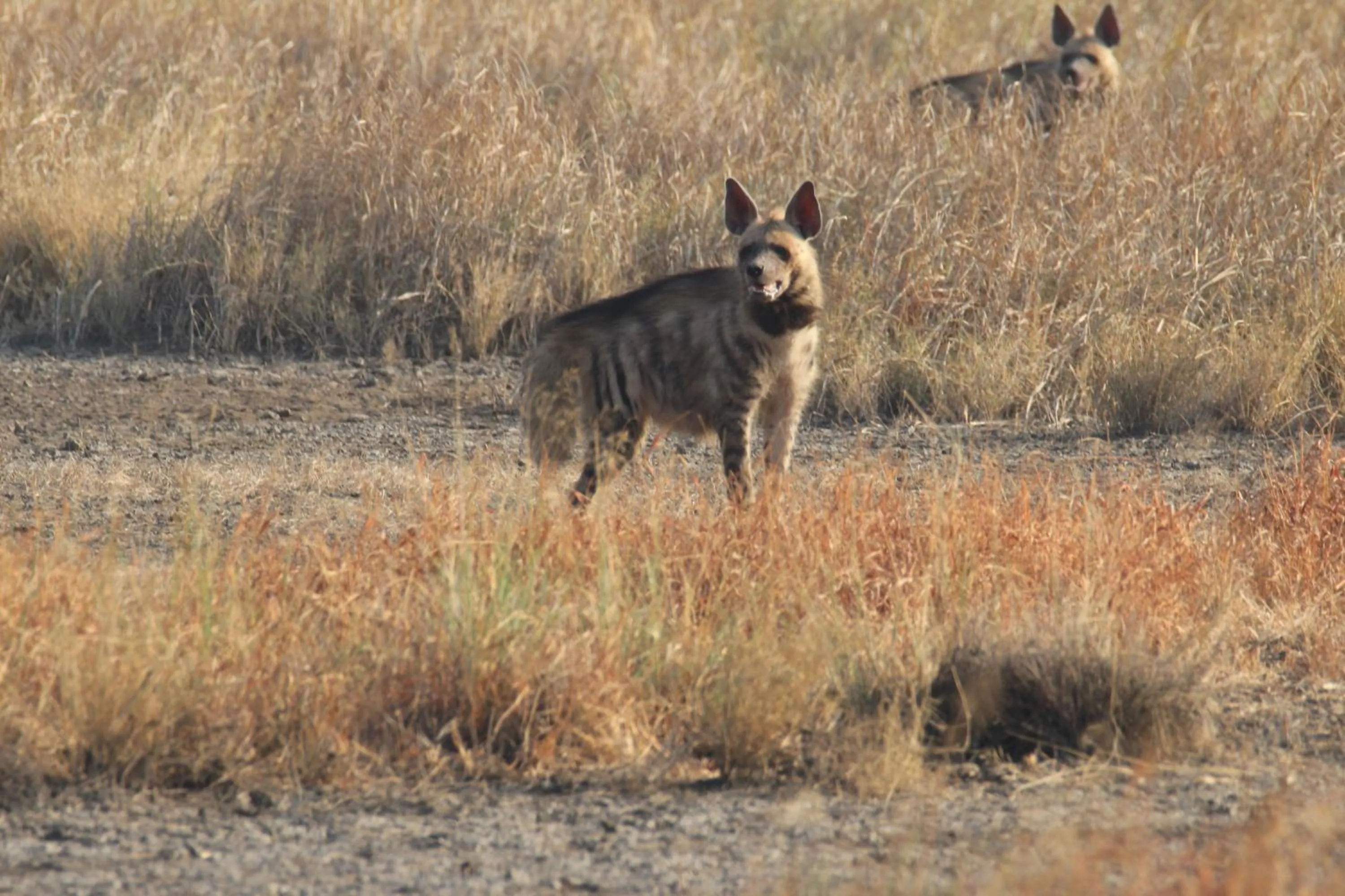 The Blackbuck Trails Velavadar